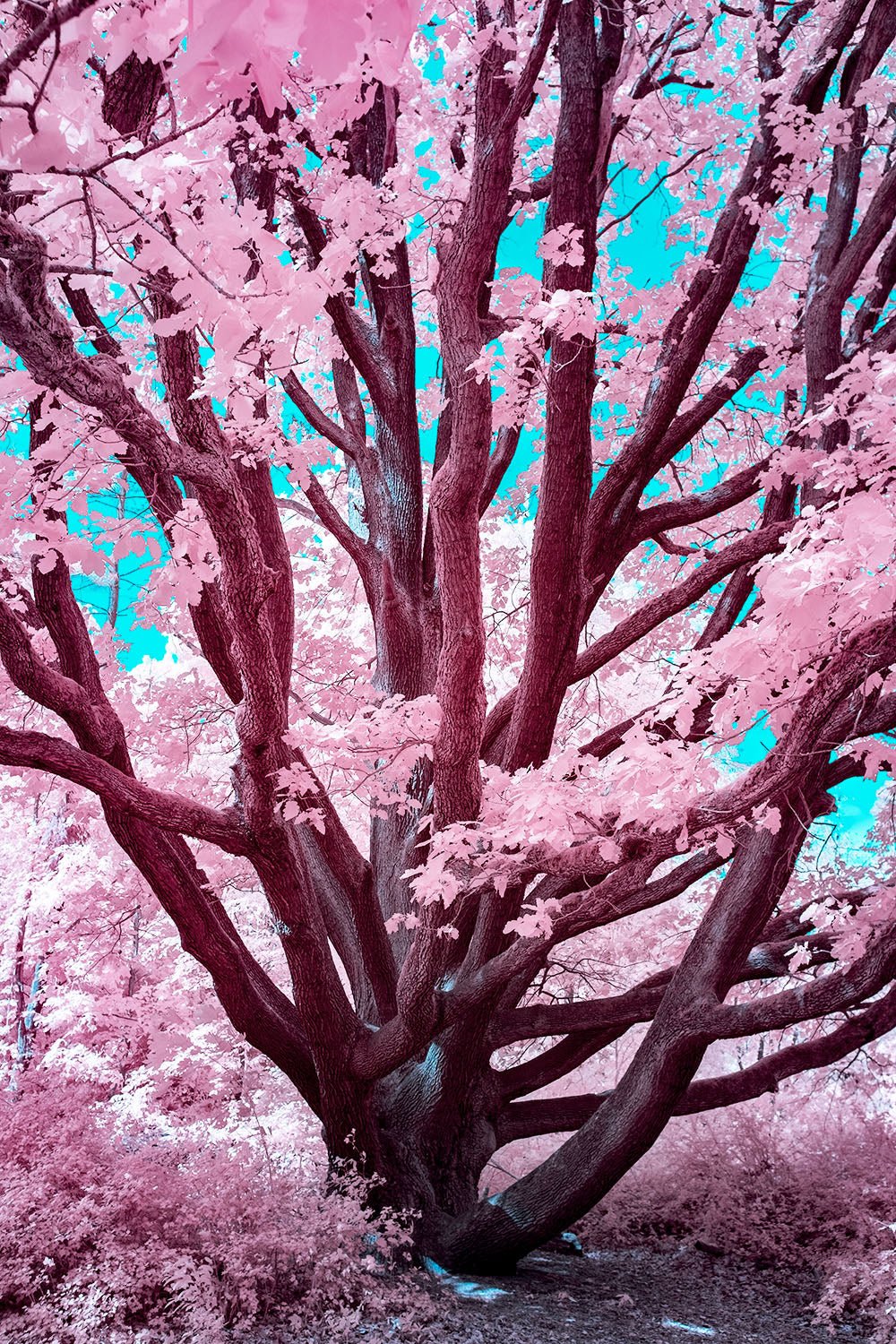 Photographie d’art infrarouge d’André Wagner: Un arbre puissant se divise, tout près du sol, en de nombreuses branches largement déployées — Futuristic oak bloom, Deutschland.