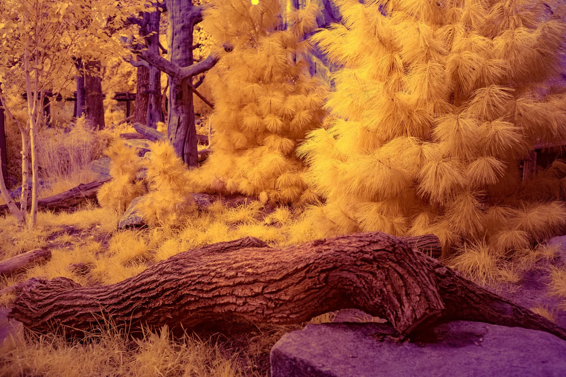 Tronc abattu devant une for&ecirc;t jaune dor&eacute;.