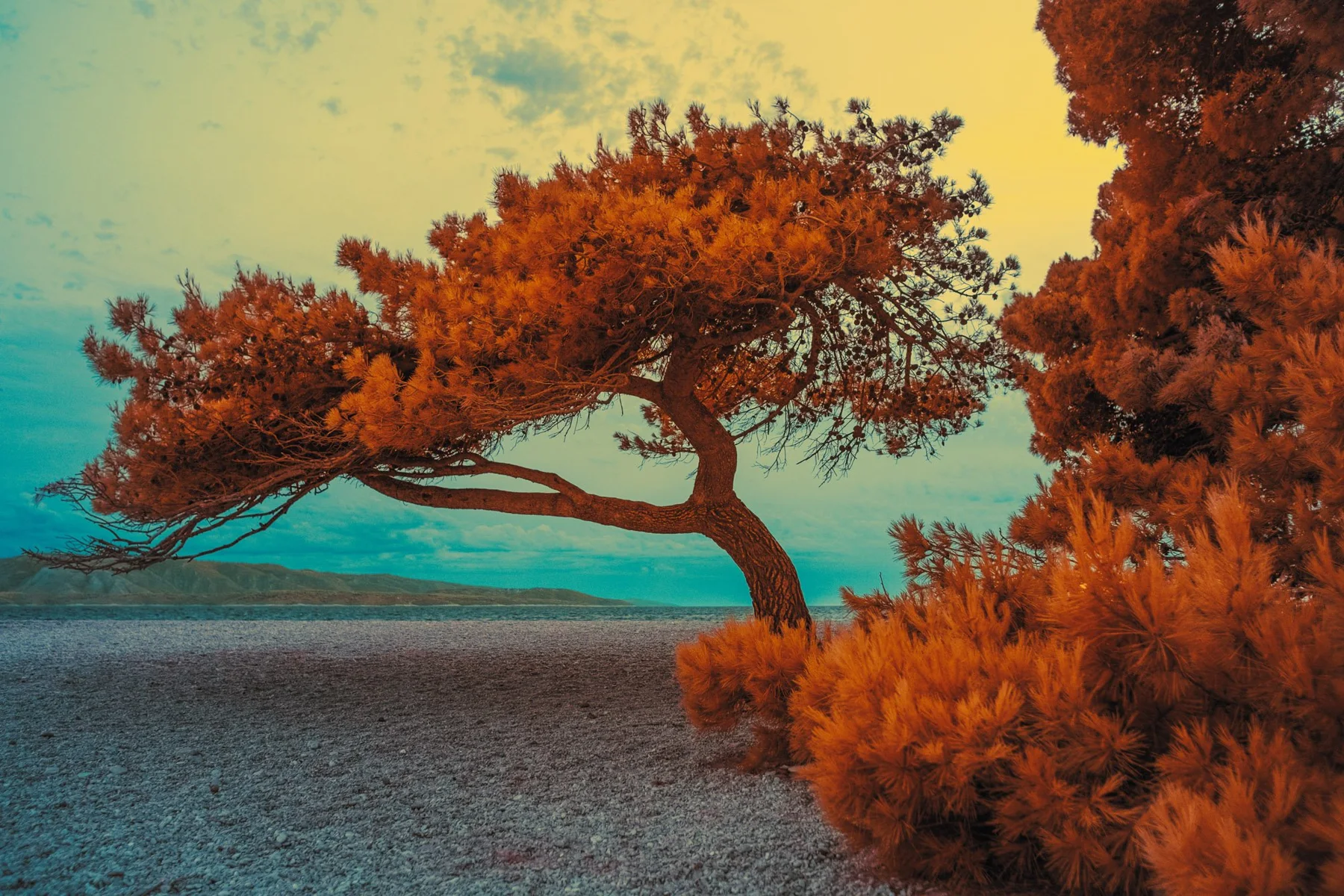 Arbre orange inclin&eacute; au bord de la mer.