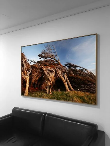 Framed landscape photograph of a weathered tree above a sofa