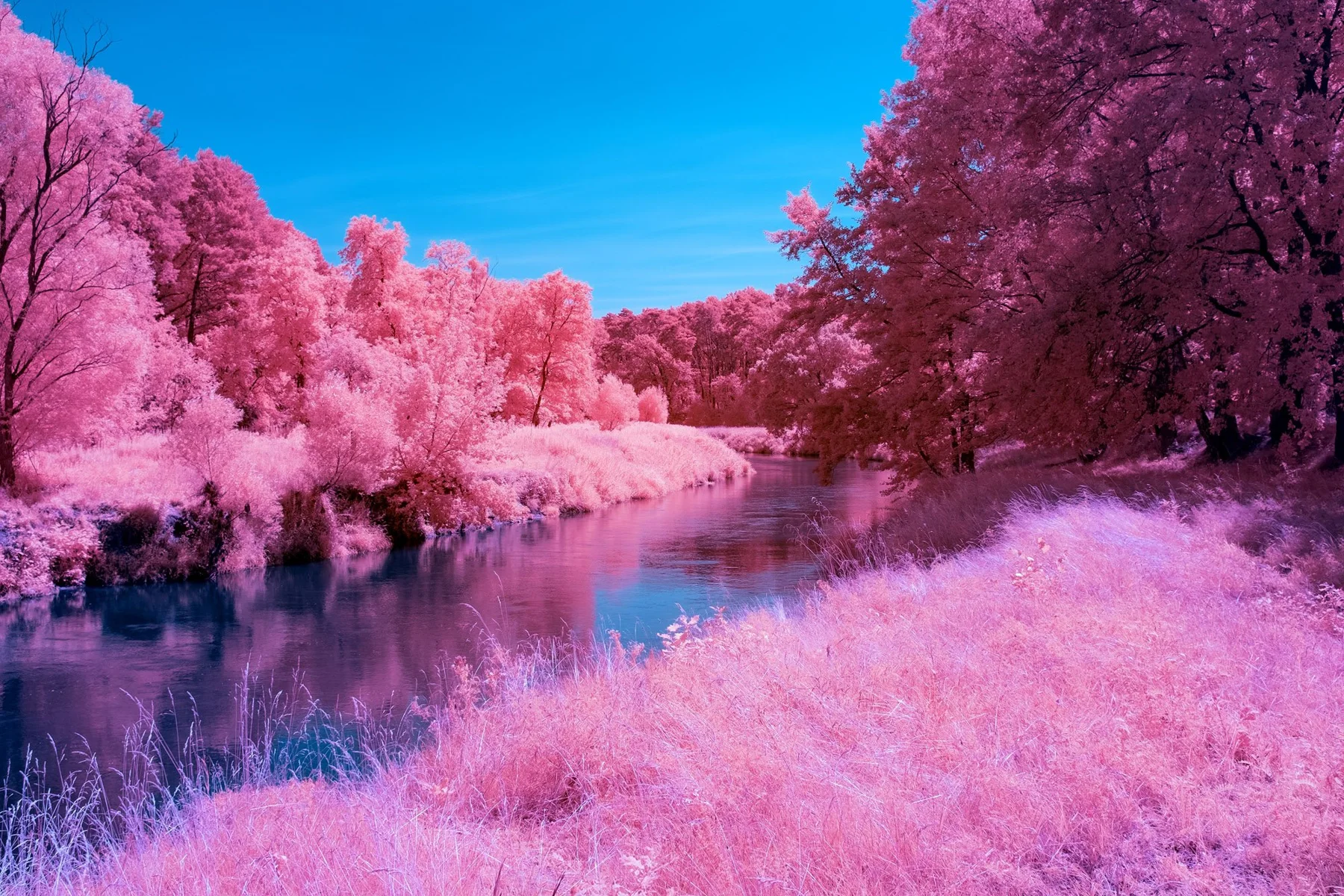 &Eacute;tendue d&rsquo;eau bord&eacute;e d&rsquo;arbres roses.