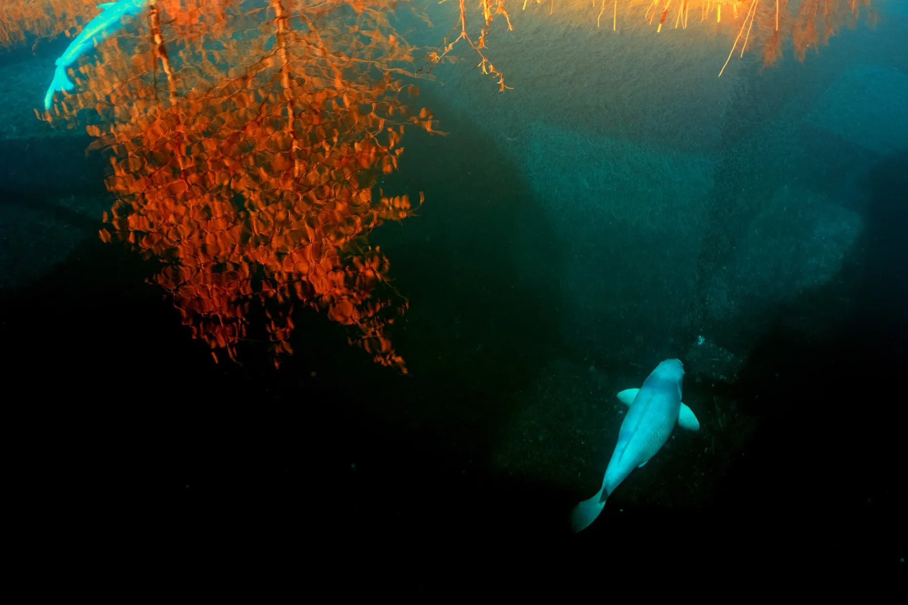 Poisson clair dans une eau sombre pr&egrave;s de plantes aquatiques orange.