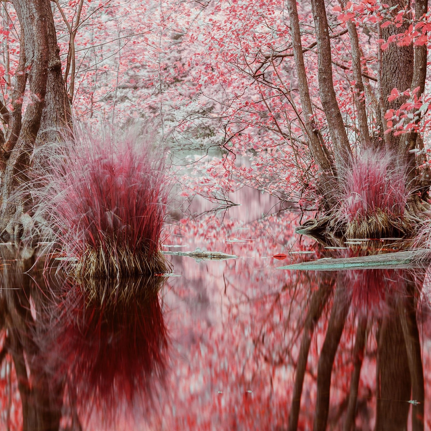 Photographie d’art infrarouge d’André Wagner: Une eau sombre reflète des troncs, de fins rameaux et une végétation teintée de rose — In harmony with nature, Deutschland.