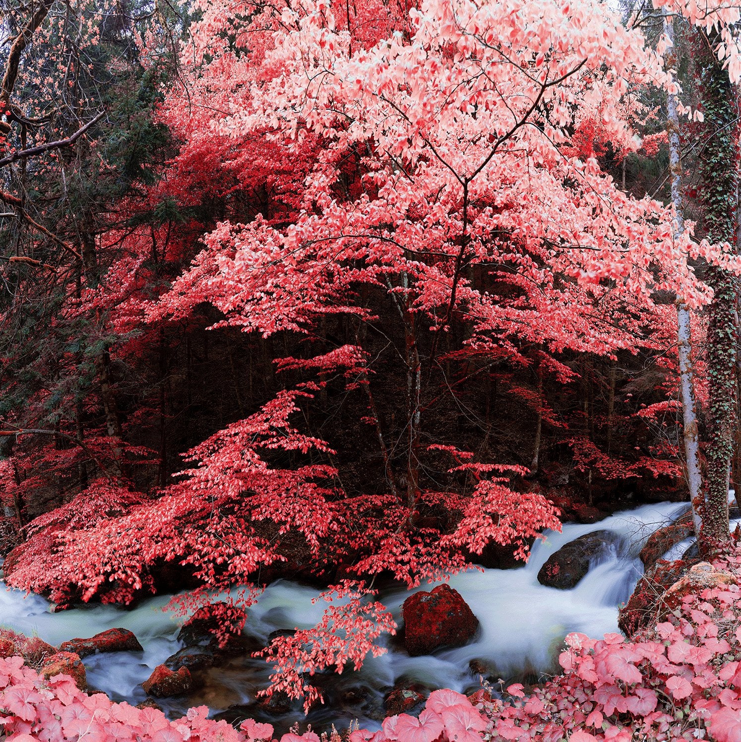 Photographie d’art infrarouge d’André Wagner: Des feuilles roses et rouges forment un toit dense au-dessus d’un ruisseau — Infrared blackforest 1, Deutschland.