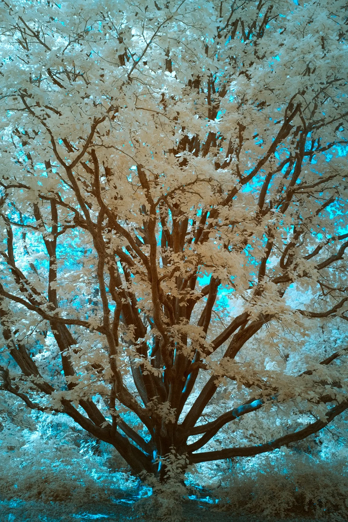 Photographie d&rsquo;art infrarouge d&rsquo;une cime d&rsquo;arbre sur un ciel turquoise