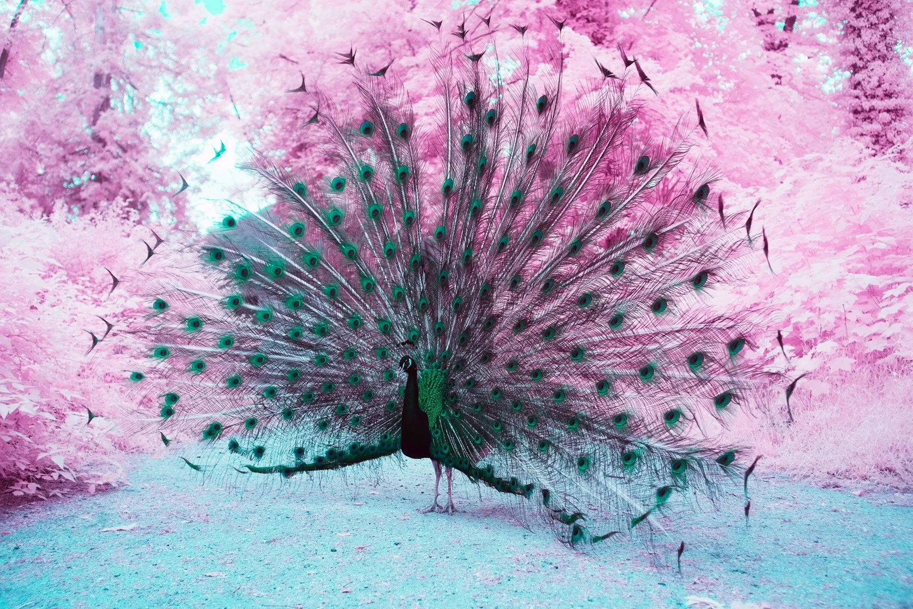 Photographie d&rsquo;art infrarouge d&rsquo;un paon faisant la roue devant un feuillage rose