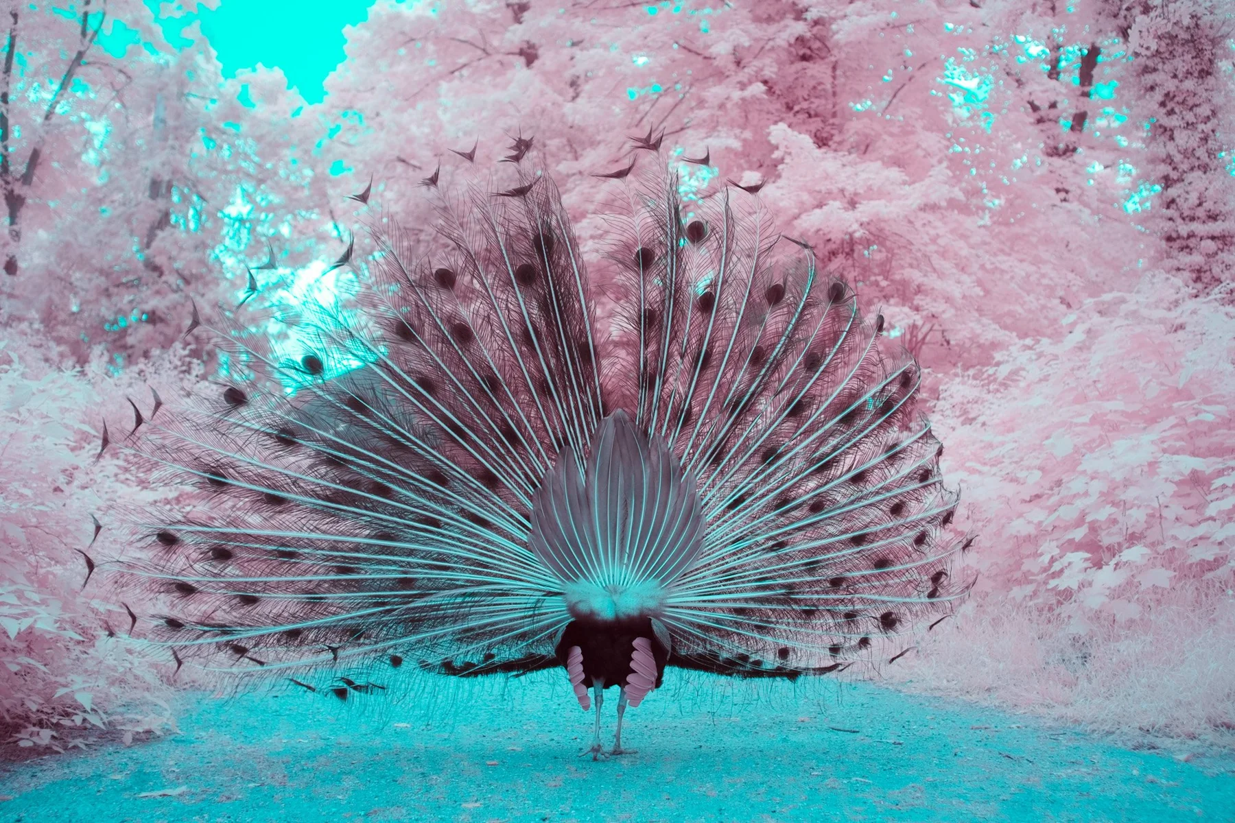 Photographie d&rsquo;art infrarouge d&rsquo;un paon faisant la roue devant un feuillage rose