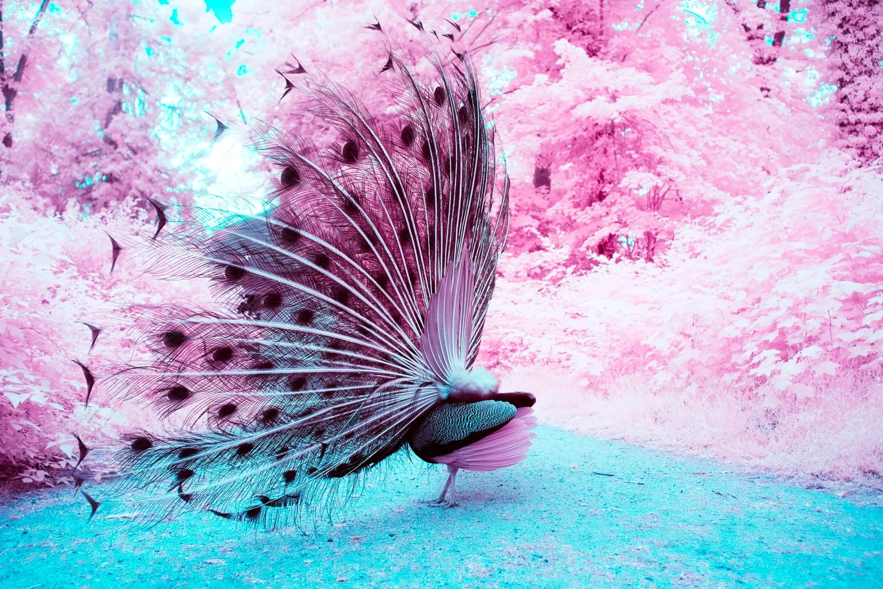 Photographie d&rsquo;art infrarouge d&rsquo;un paon faisant la roue devant un feuillage rose