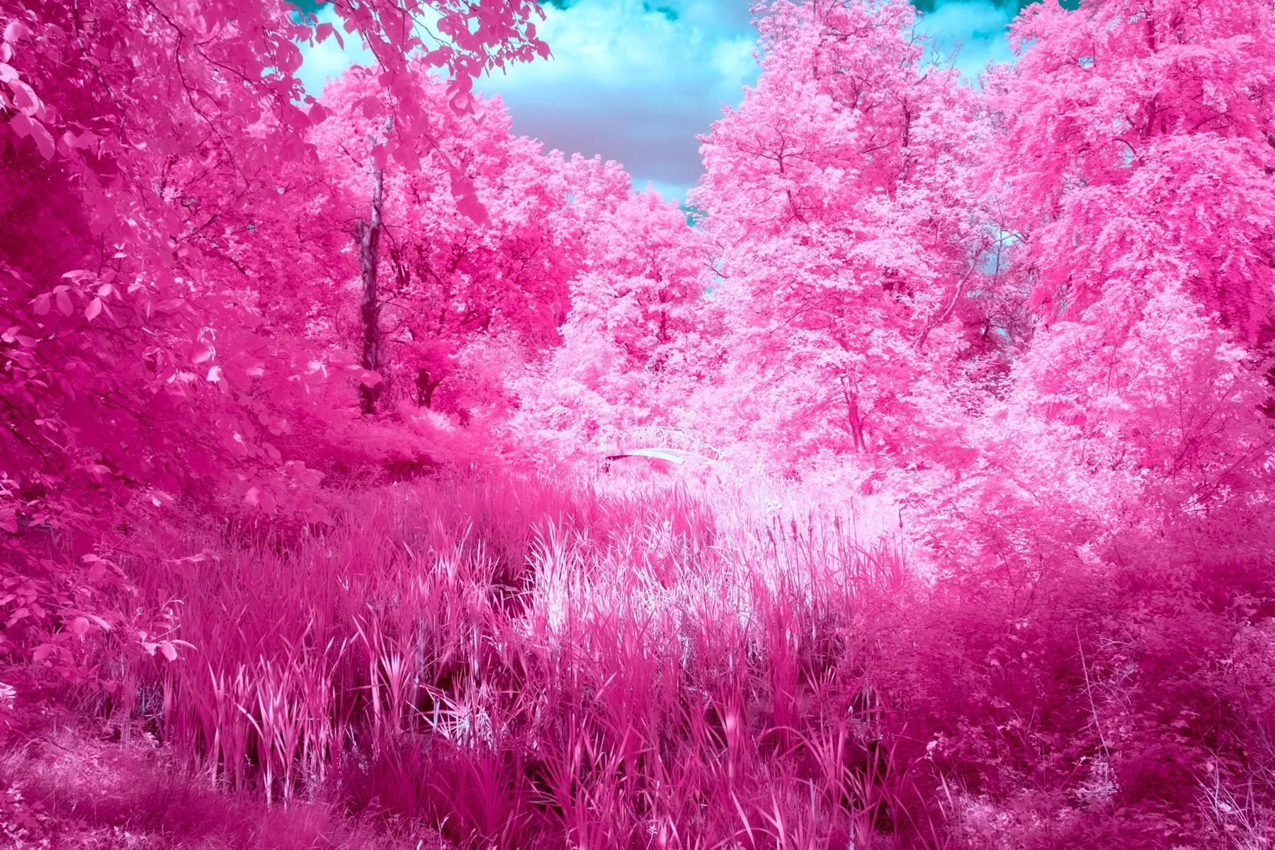 Photographie d&rsquo;art infrarouge d&rsquo;un chemin dans une for&ecirc;t rose vif