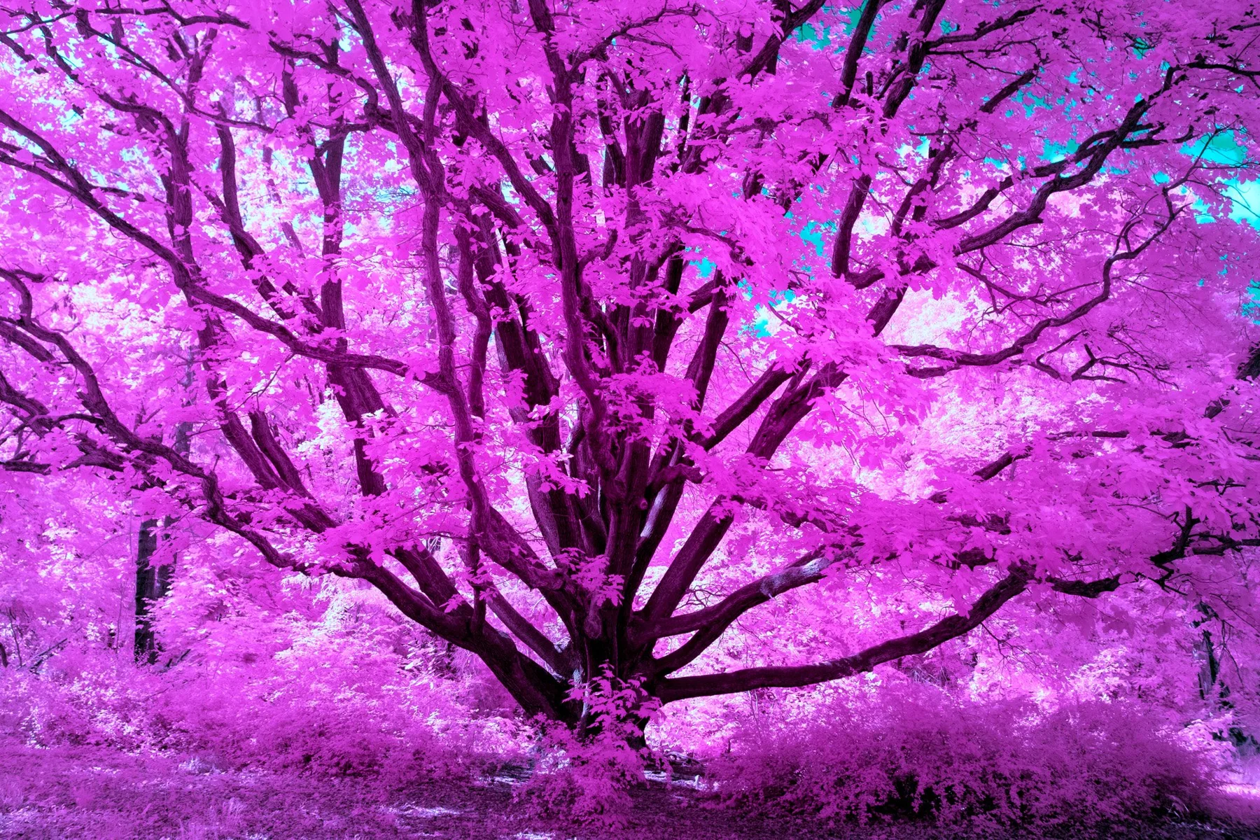 Photographie d&rsquo;art infrarouge aux branches violettes et au feuillage lumineux