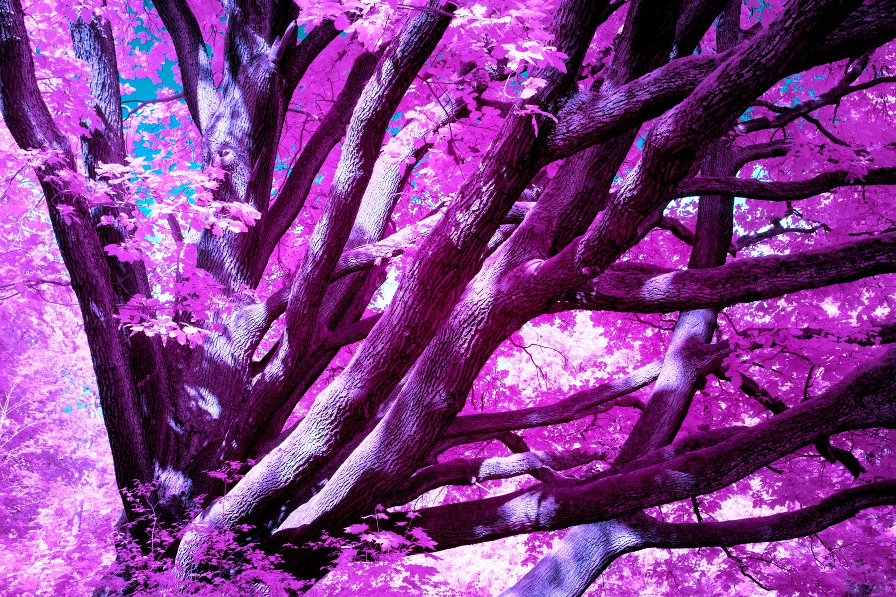Photographie d&rsquo;art infrarouge aux branches violettes et au feuillage lumineux