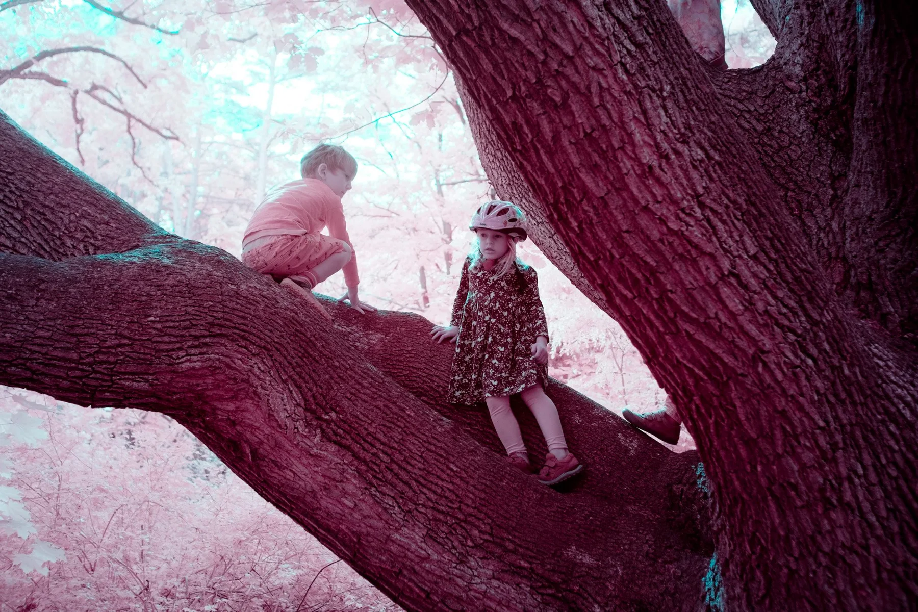 Photographie d&rsquo;art infrarouge de deux paons sur une branche devant un feuillage rose