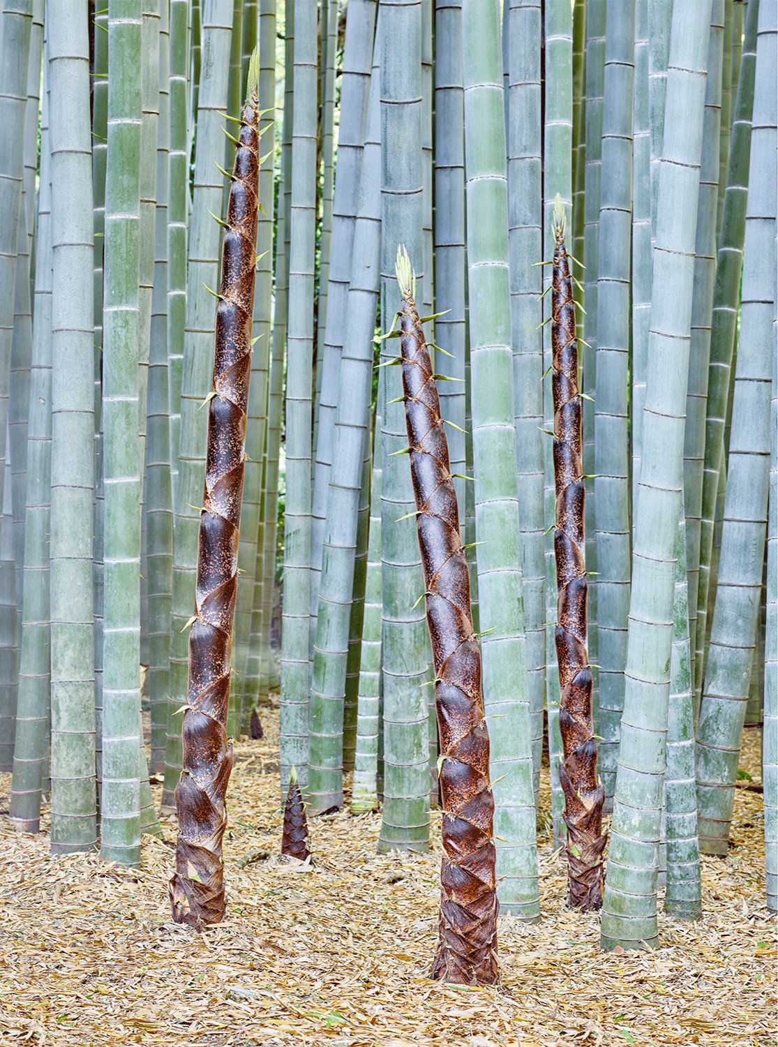 Fine art photography by André Wagner: Several slender brown shoots stand among tall grey-green bamboo culms — Jade bamboo, Japan.