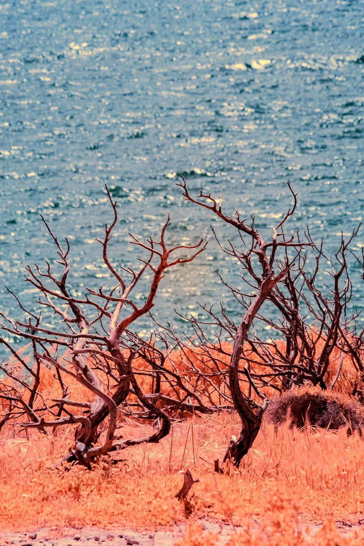 Branches nues devant un paysage c&ocirc;tier.