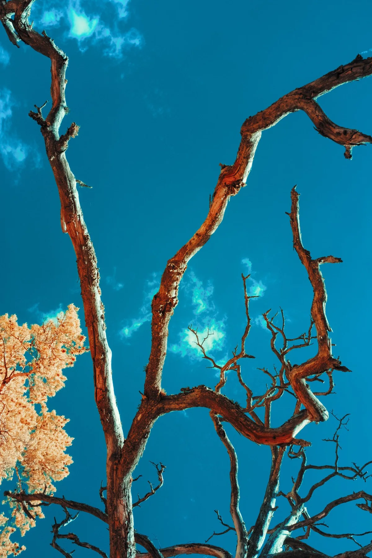 Branches nues devant un ciel bleu.