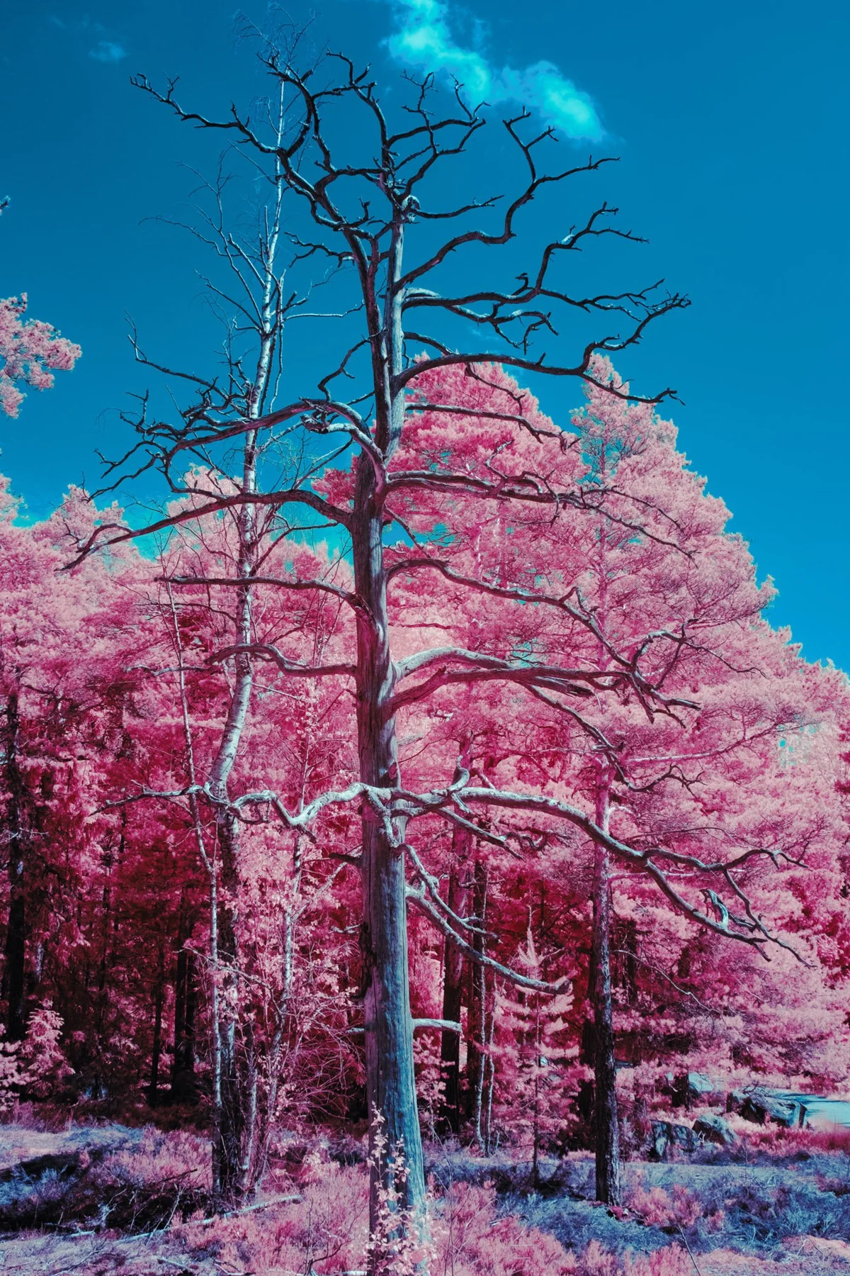 Arbre nu devant une for&ecirc;t rose.
