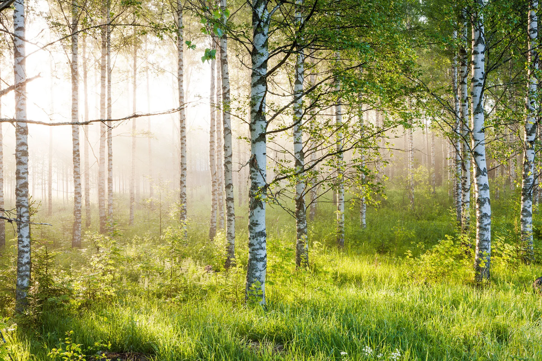 Landscape photograph of white birch trunks and green grass in sunlight