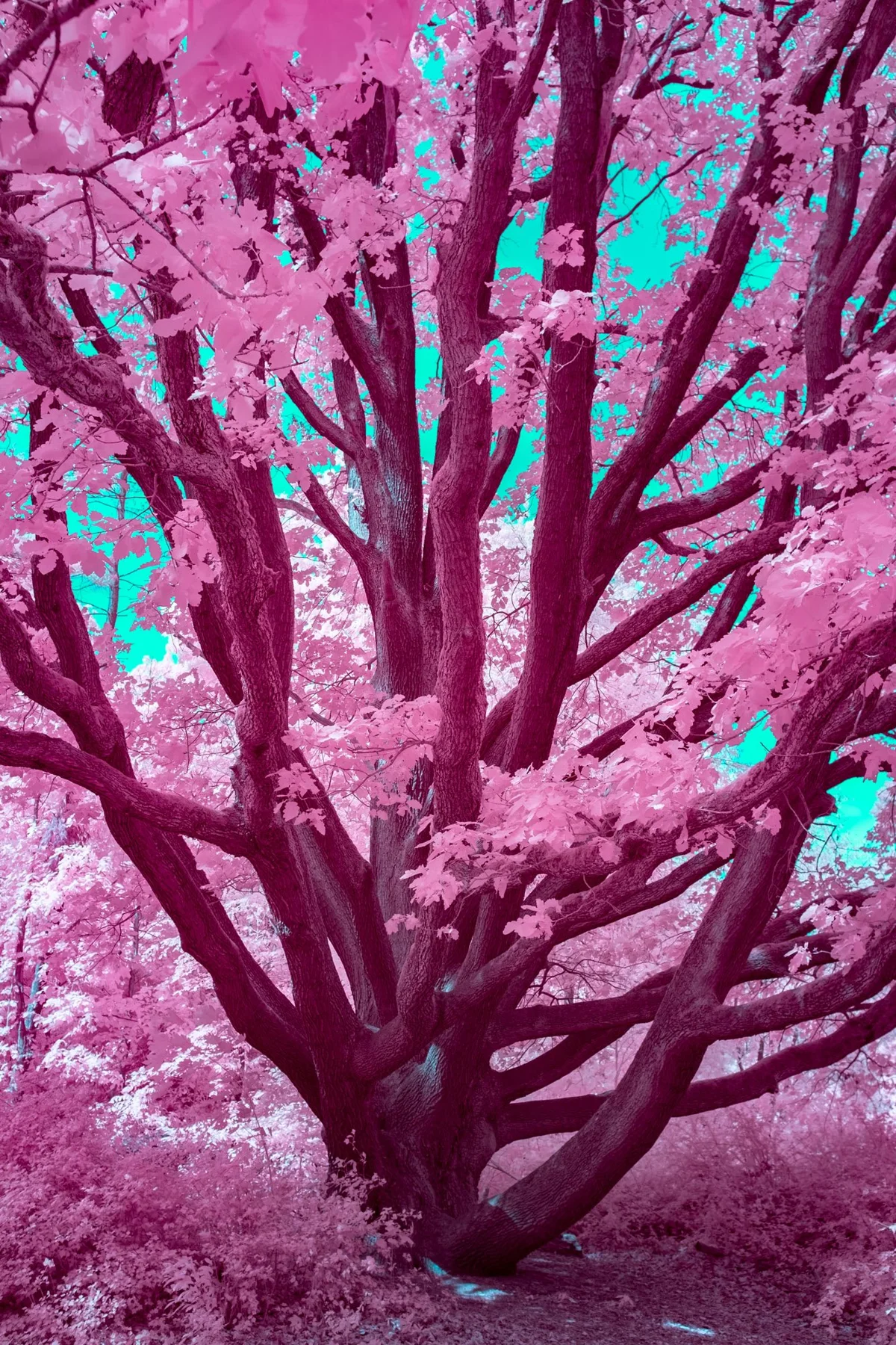 Arbre &agrave; plusieurs troncs et aux feuilles roses.