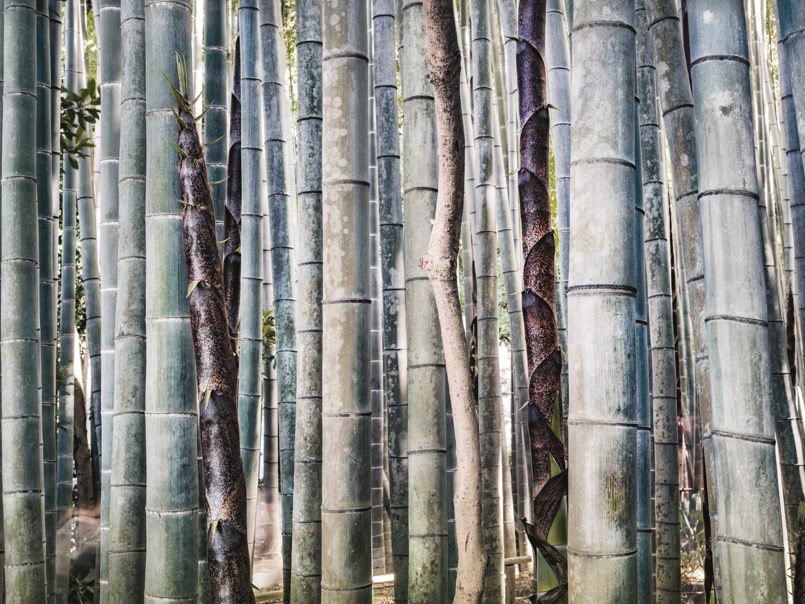 Fine art photography by André Wagner: Thick pale-grey bamboo stems crowd the frame — Mix Bamboo Forest, Japan.