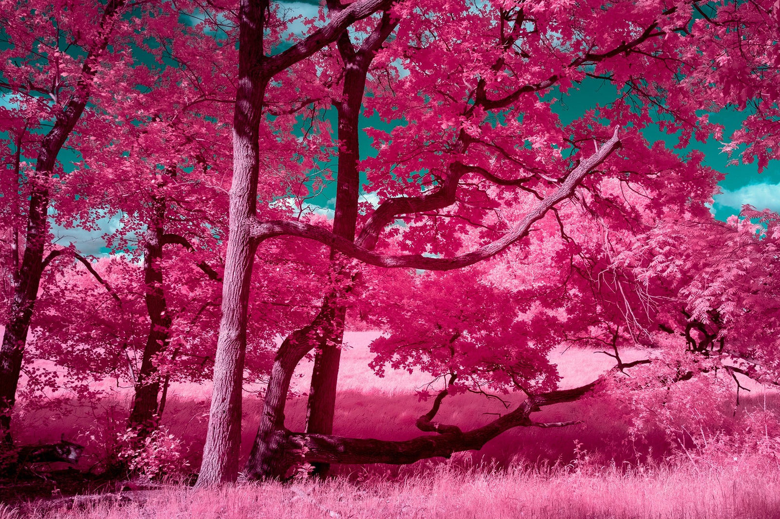 Photographie d’art infrarouge d’André Wagner: Mystical whispers of the land, Deutschland.