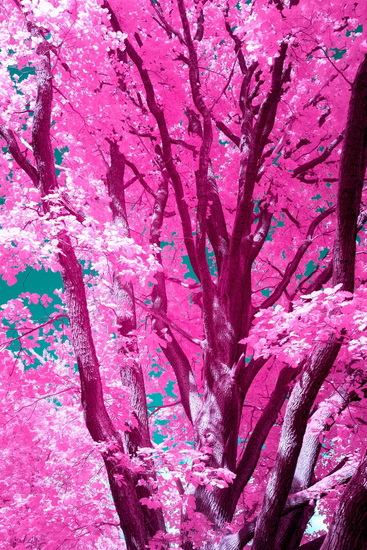Gros plan d&rsquo;une couronne d&rsquo;arbre rose.
