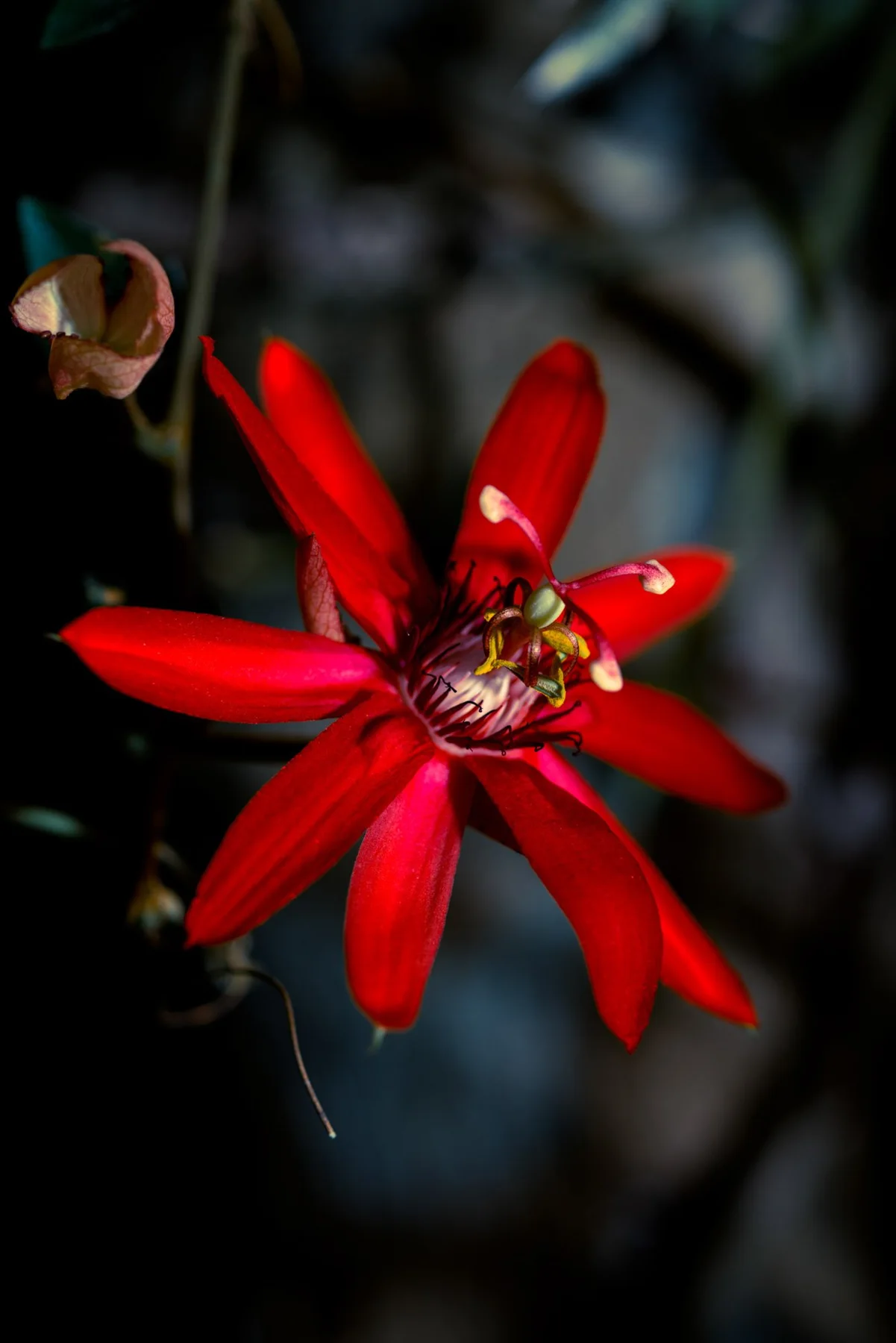 Nahaufnahme einer roten Bl&uuml;te mit langen Bl&uuml;tenbl&auml;ttern und hellen Staubbl&auml;ttern.