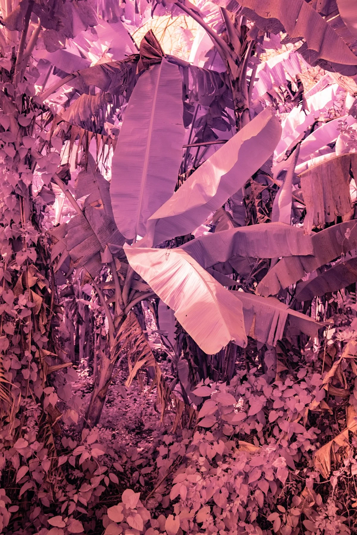 Gros plan de feuilles de bananier roses.
