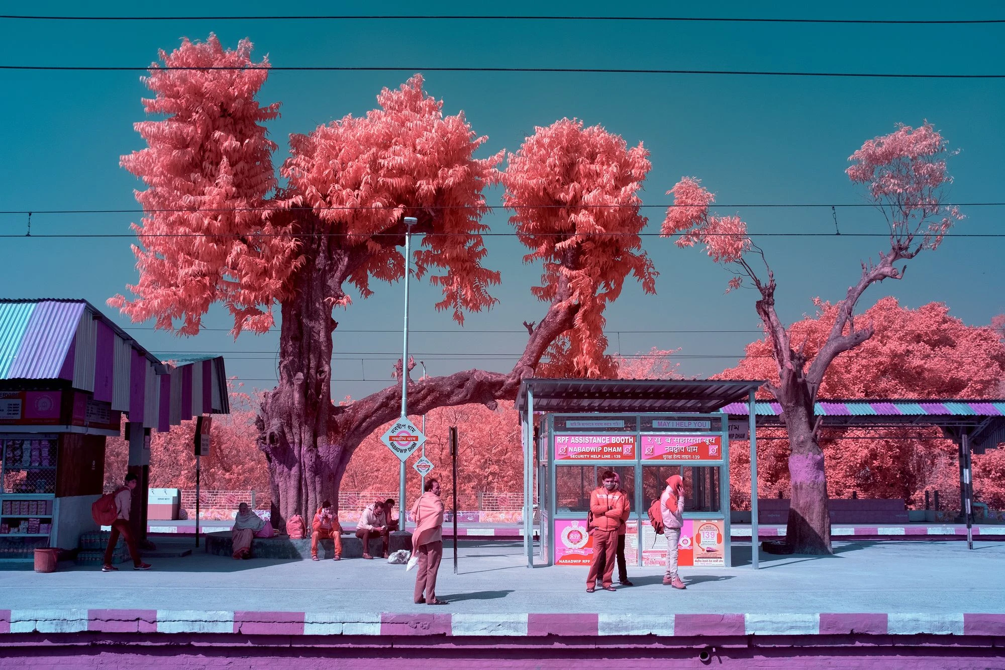 Photographie d’art infrarouge d’André Wagner: Des arbres aux couronnes d’un rose intense s’élèvent au-dessus du quai de Navadvip — Navadvip Train Station.