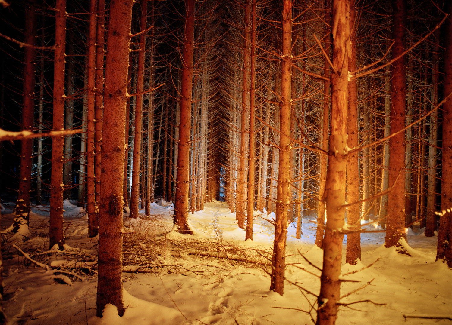 Photographie d’art d’André Wagner: Des troncs droits se dressent à intervalles serrés sur un sol enneigé — Night Walk in the Forest.