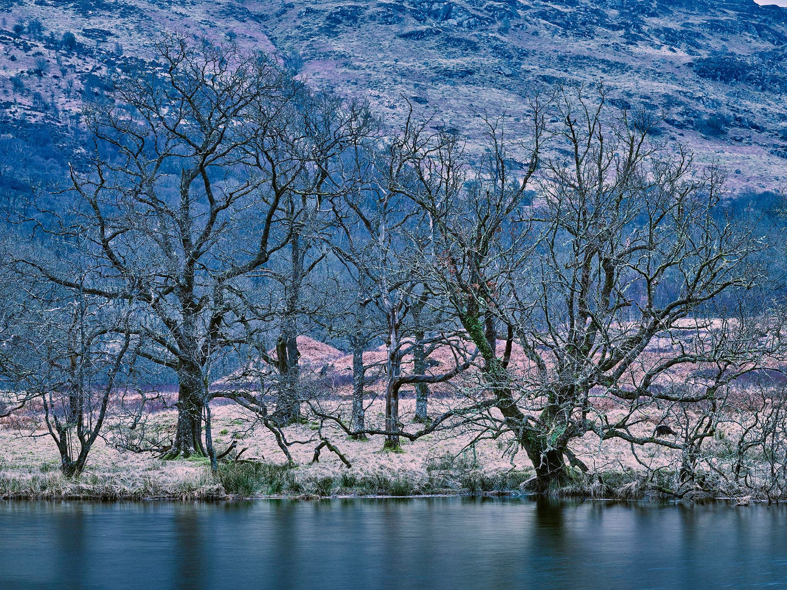 Photographie d’art d’André Wagner: Une rangée d’arbres sans feuilles borde la rive opposée — Oasis of silence 2, Schottland.