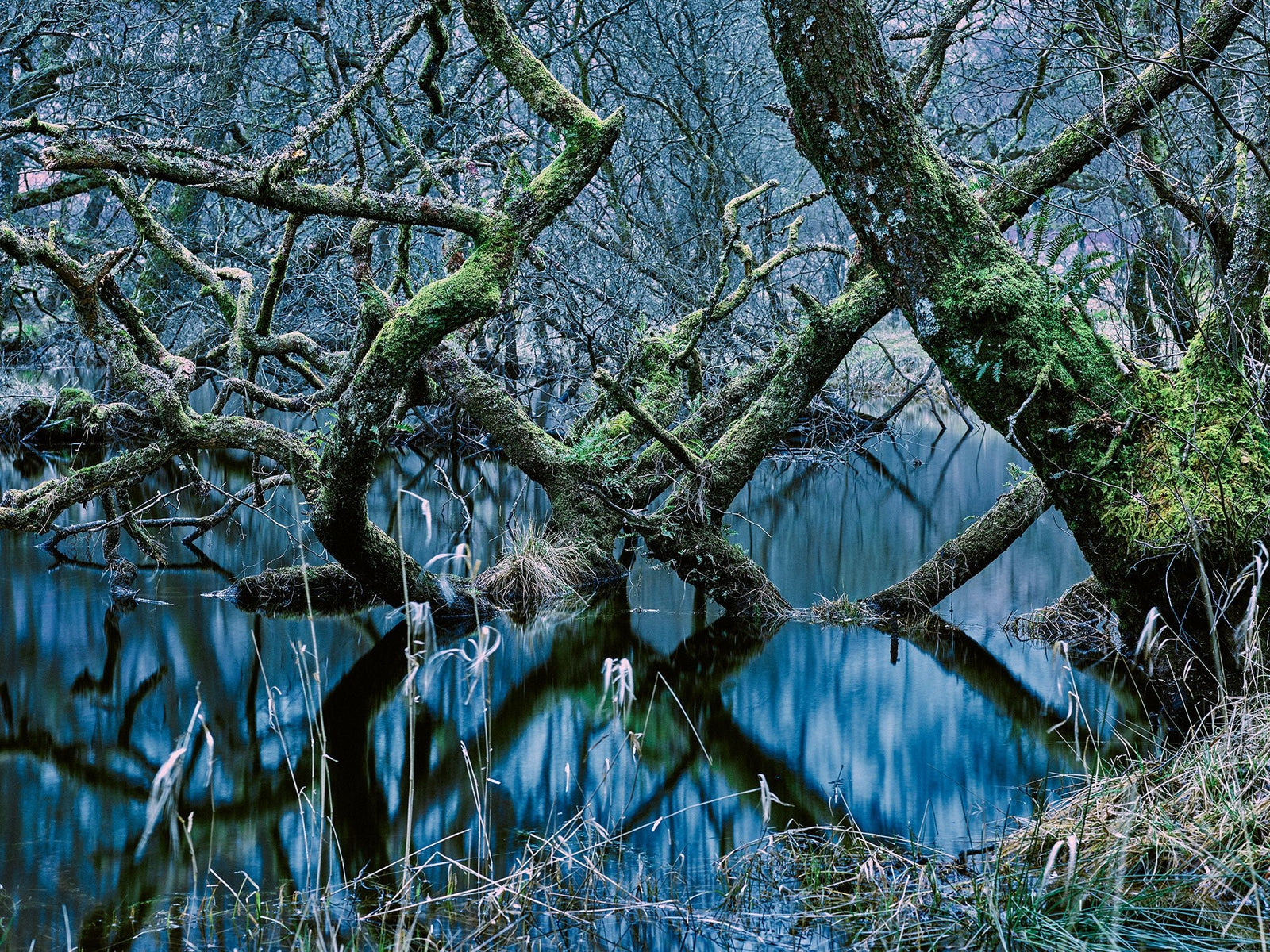 Photographie d’art d’André Wagner: Des troncs couverts de mousse s’inclinent à différents angles au-dessus d’une étendue d’eau en forêt — Oasis of silence 4, Schottland.