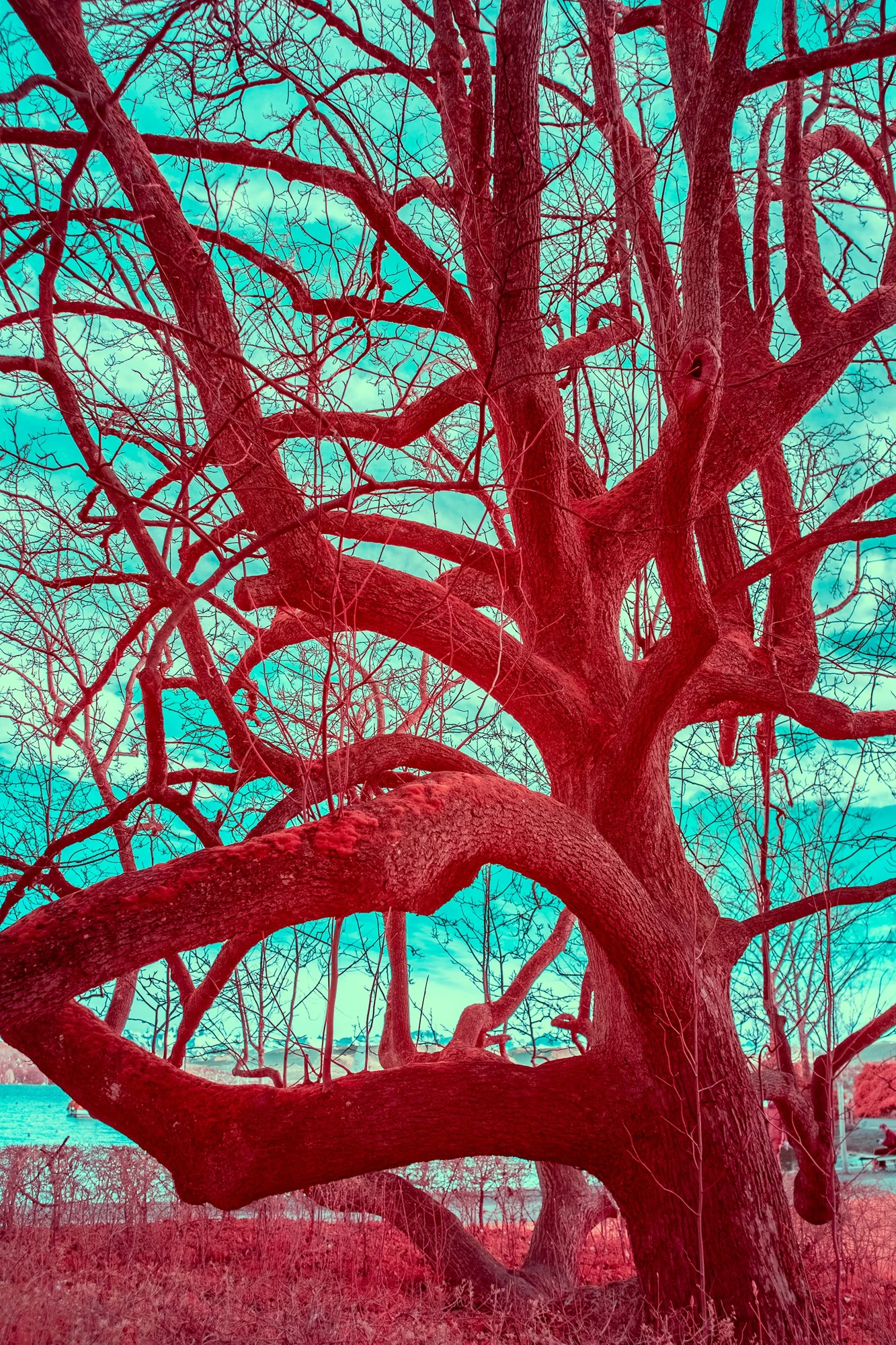 Photographie d’art infrarouge d’André Wagner: Le tronc rouge s’élève tout près de l’appareil et se divise en branches puissantes et irrégulières — Omega.
