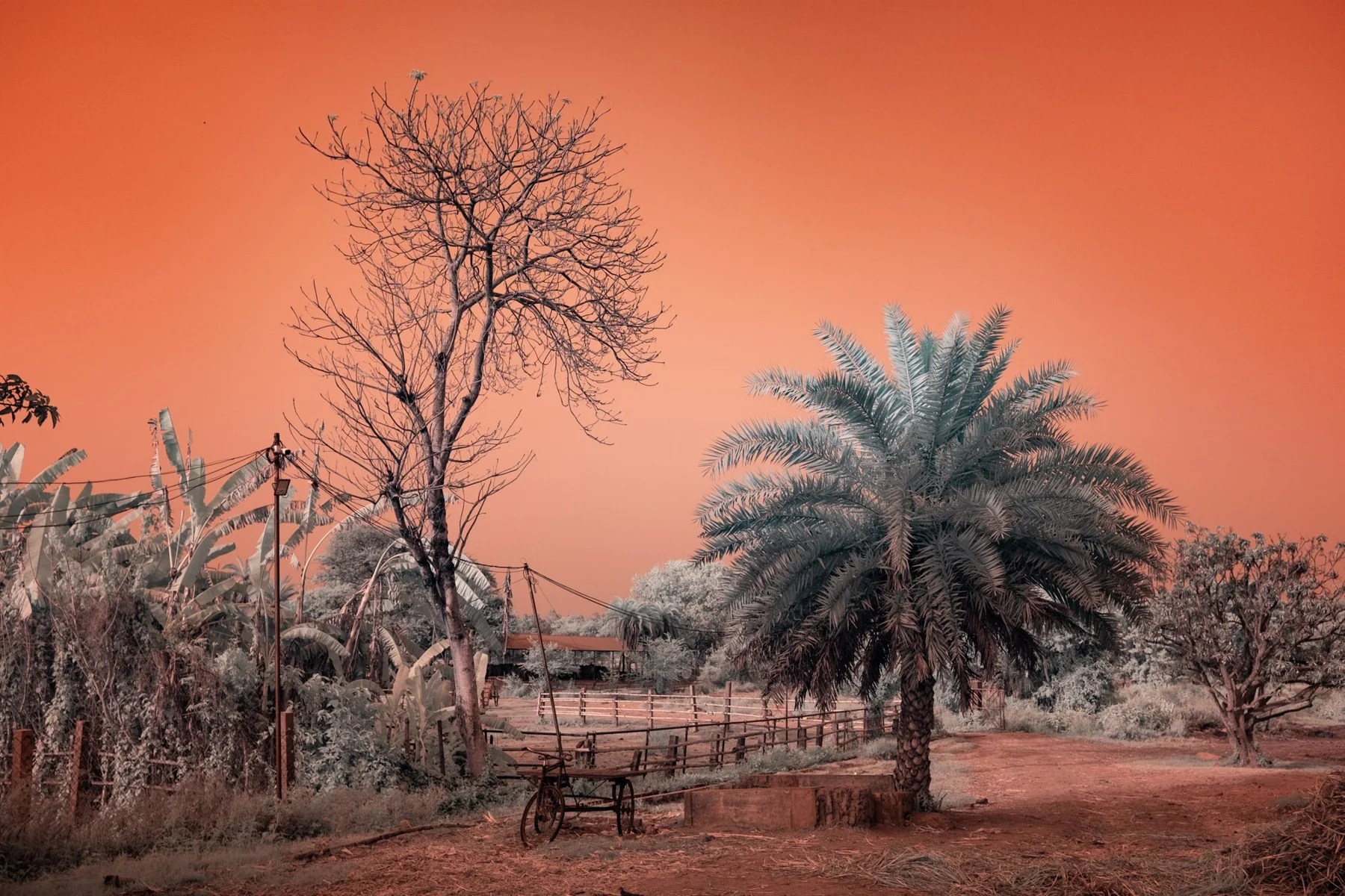 Palmier et arbre nu sous un ciel orange.