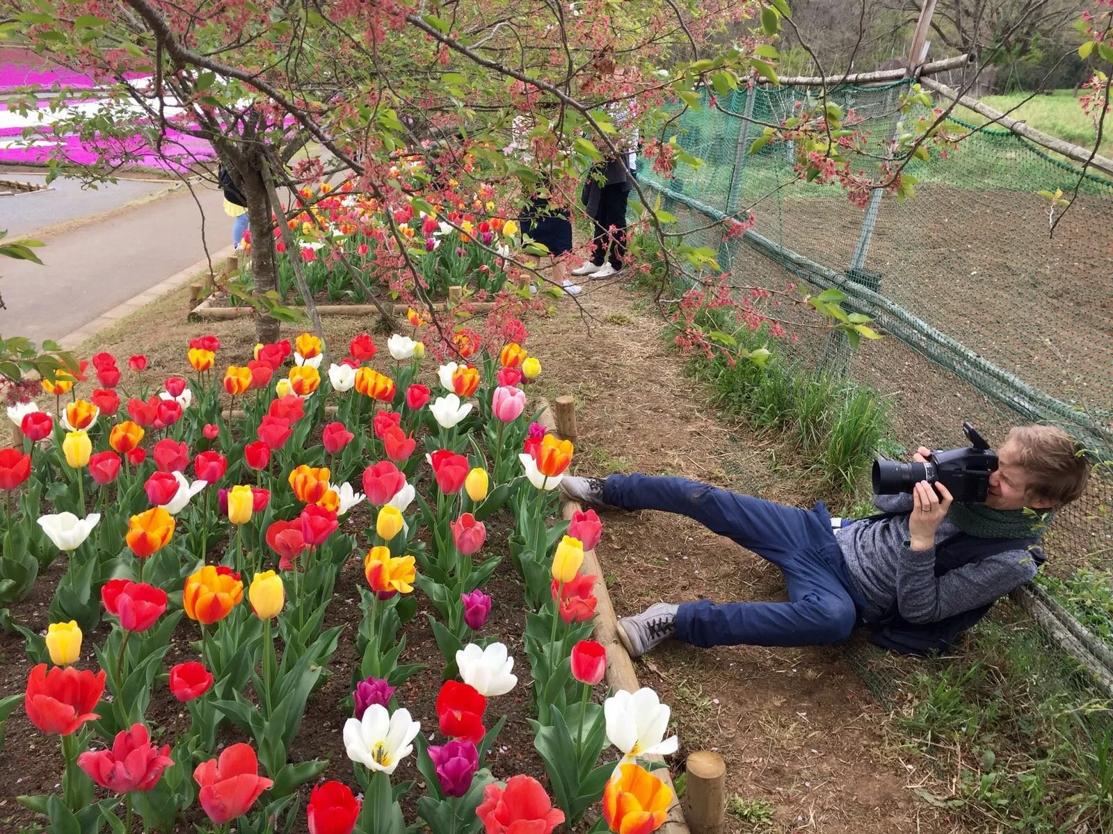 Personne pr&egrave;s d&rsquo;un massif de tulipes rouges et jaunes
