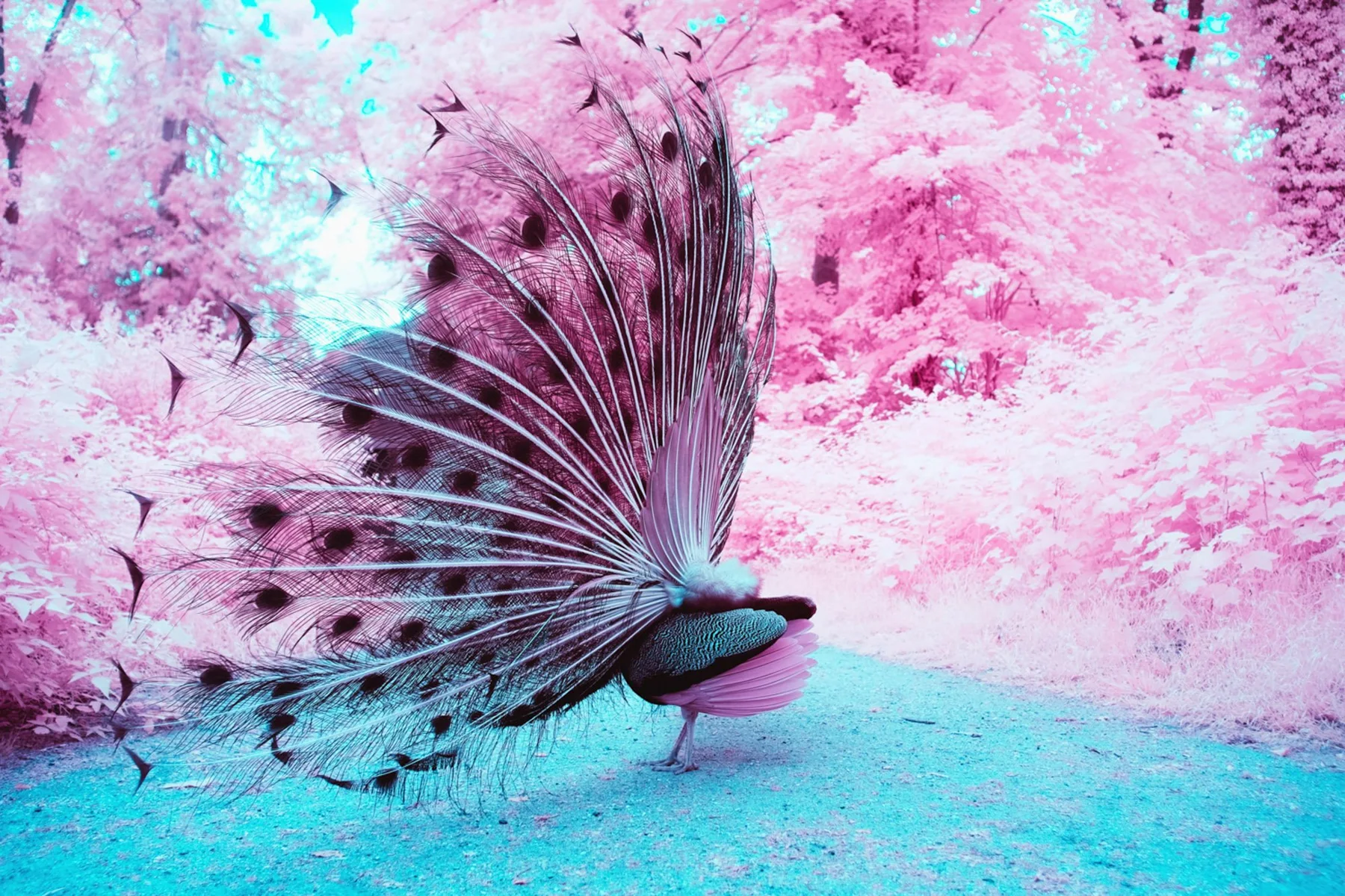 Paon au long plumage caudal.