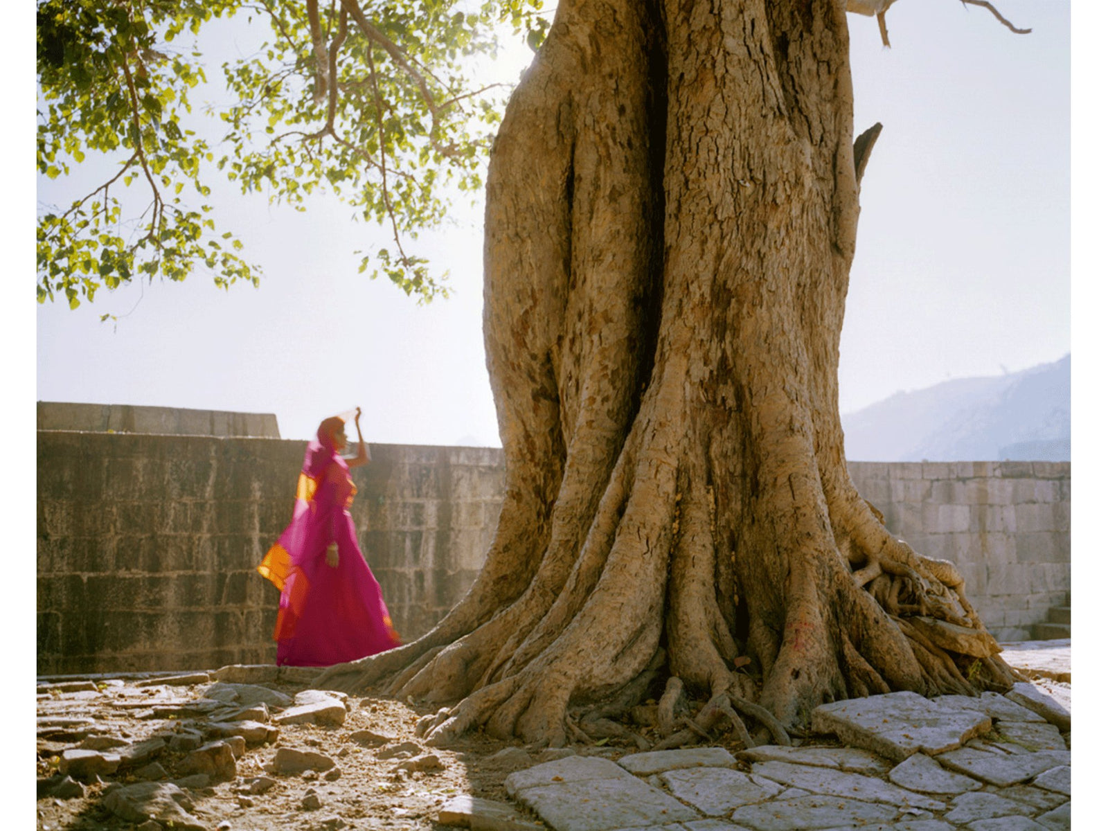 Photographie d’art d’André Wagner: Un tronc imposant aux racines apparentes domine le premier plan — Pink sari, Indien.
