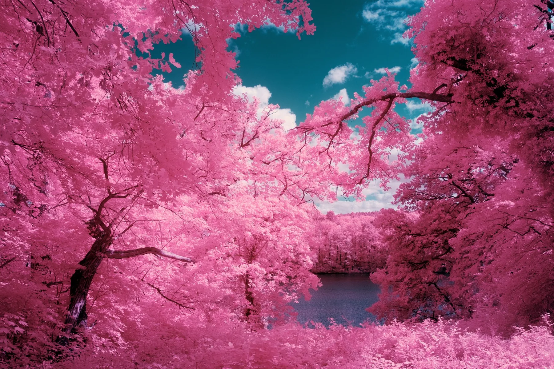 Des arbres roses se refl&egrave;tent dans l&rsquo;eau.