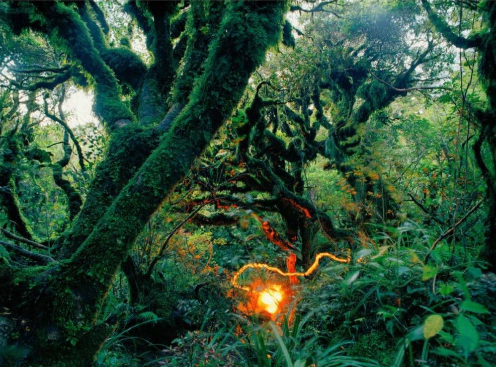 Fine art photography by André Wagner: Rainforest 3, Neuseeland.