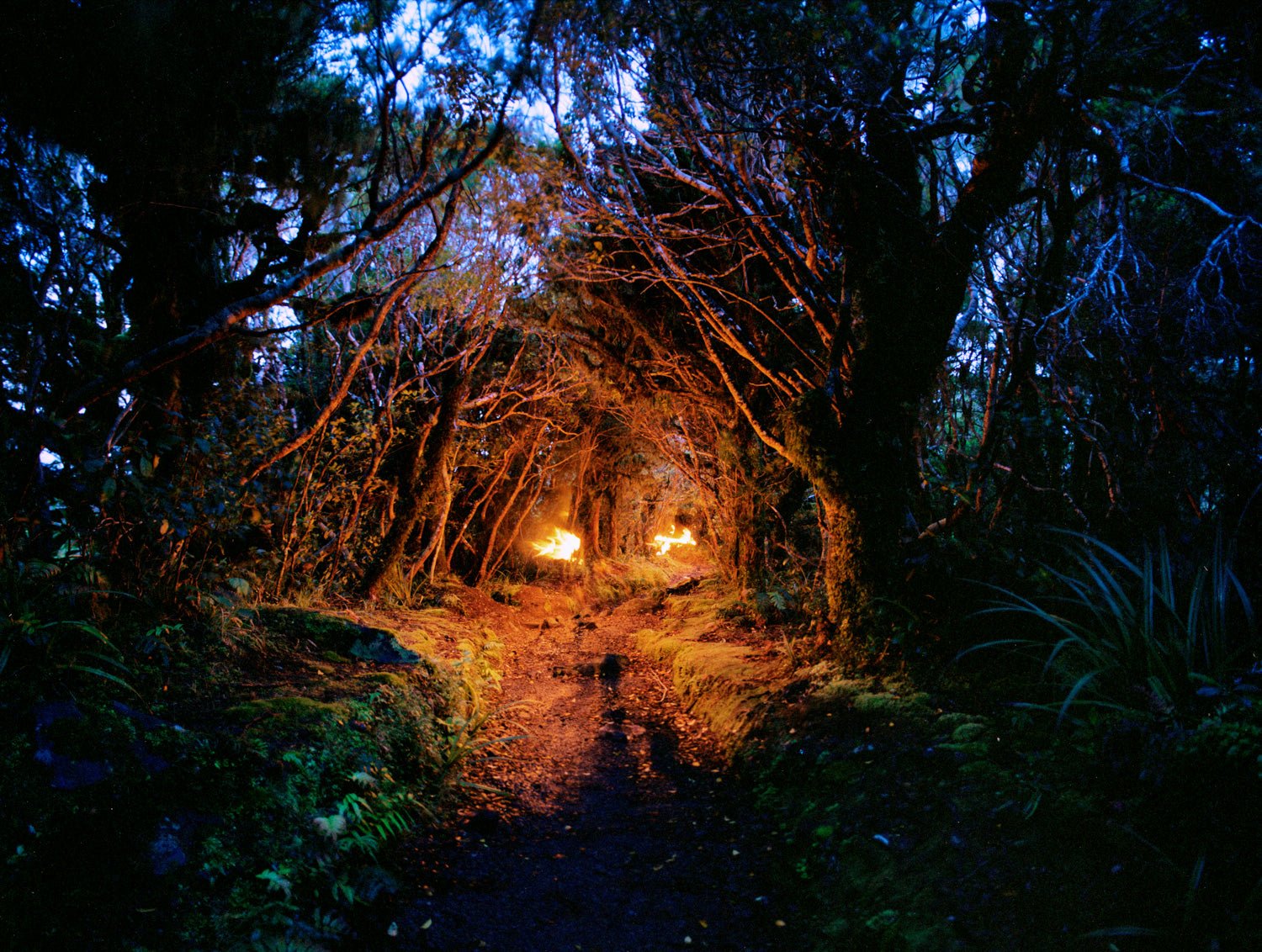 Photographie d’art d’André Wagner: Des arbres sombres et des branches surplombantes se rejoignent en un étroit espace forestier — Rainforest II, Neuseeland.