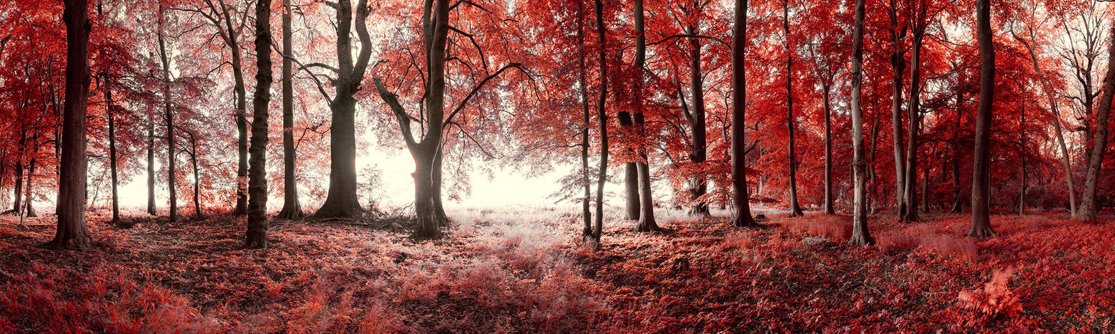 Photographie d’art infrarouge d’André Wagner: Un vaste panorama forestier montre des troncs sombres devant un feuillage rouge et une percée claire près du centre — Realm of Enchanted Shadows: A Fairytale Infrared Oasis.