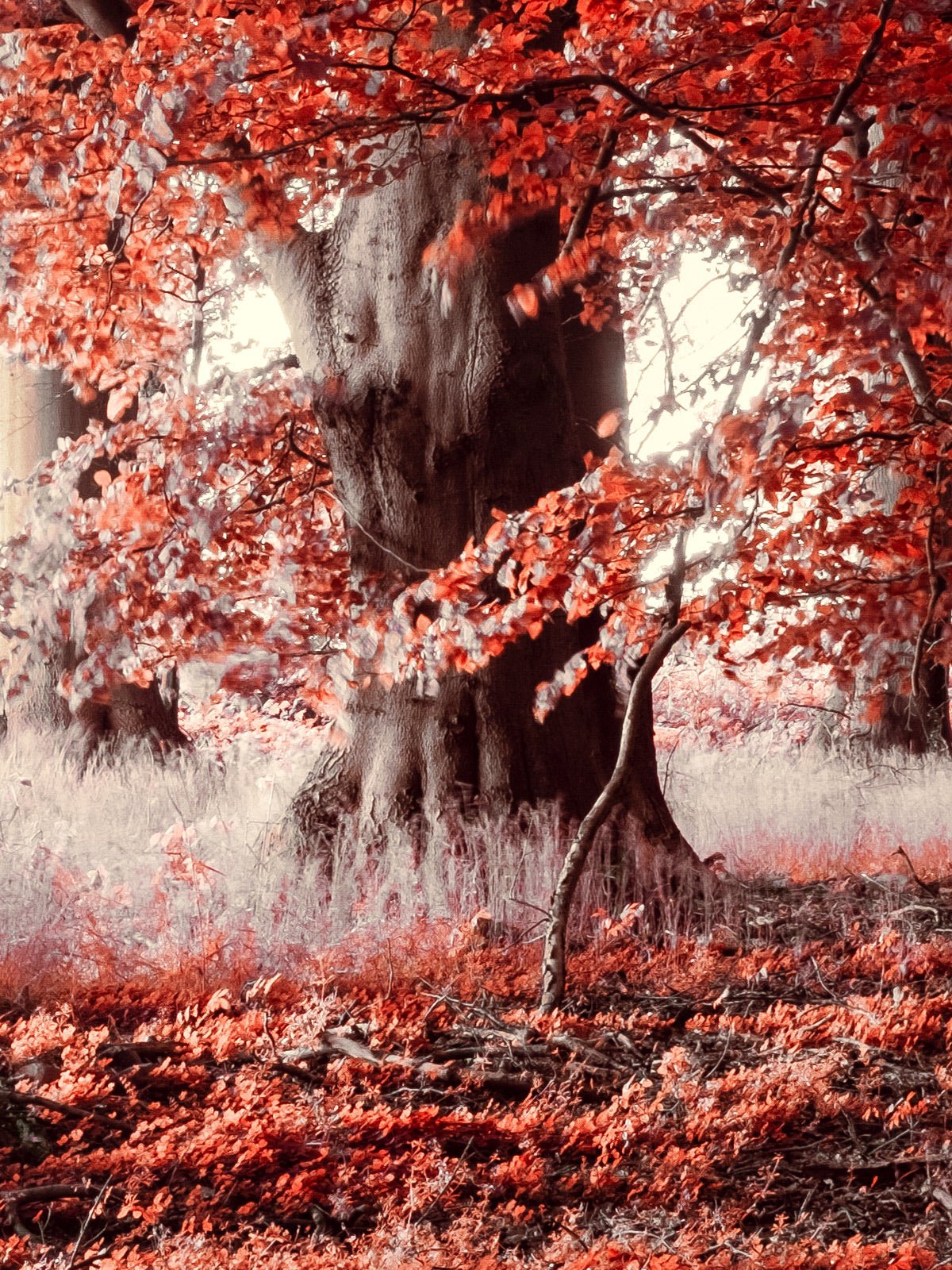 Autre vue de l’œuvre photographique « Realm of Enchanted Shadows: A Fairytale Infrared Oasis » d’André Wagner.