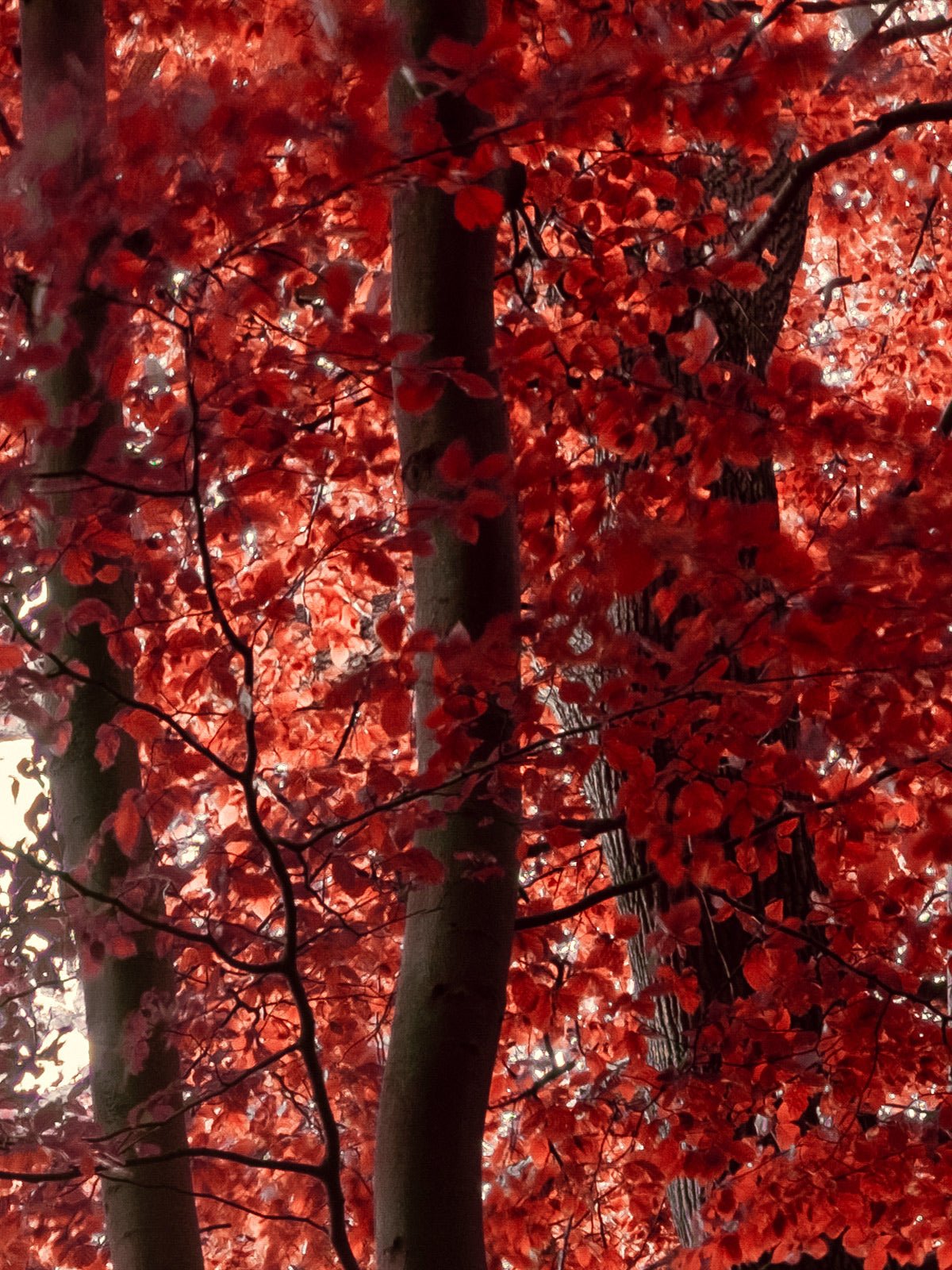 Autre vue de l’œuvre photographique « Realm of Enchanted Shadows: A Fairytale Infrared Oasis » d’André Wagner.