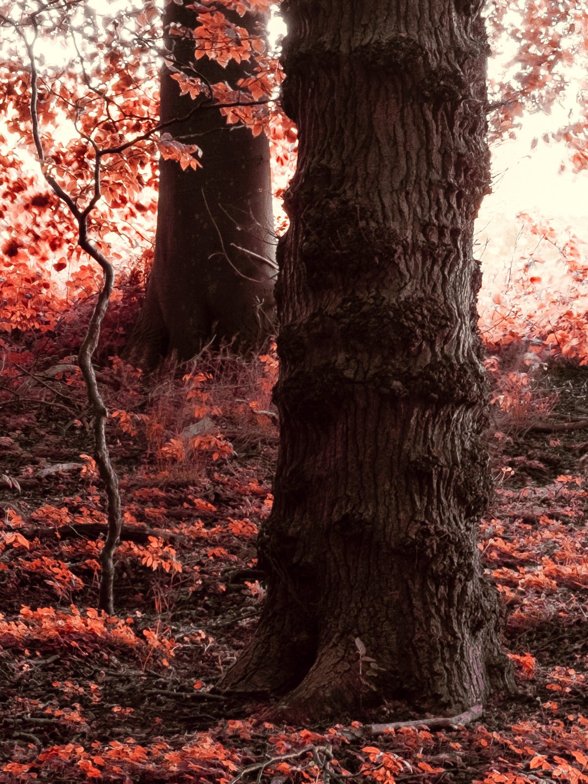Autre vue de l’œuvre photographique « Realm of Enchanted Shadows: A Fairytale Infrared Oasis » d’André Wagner.