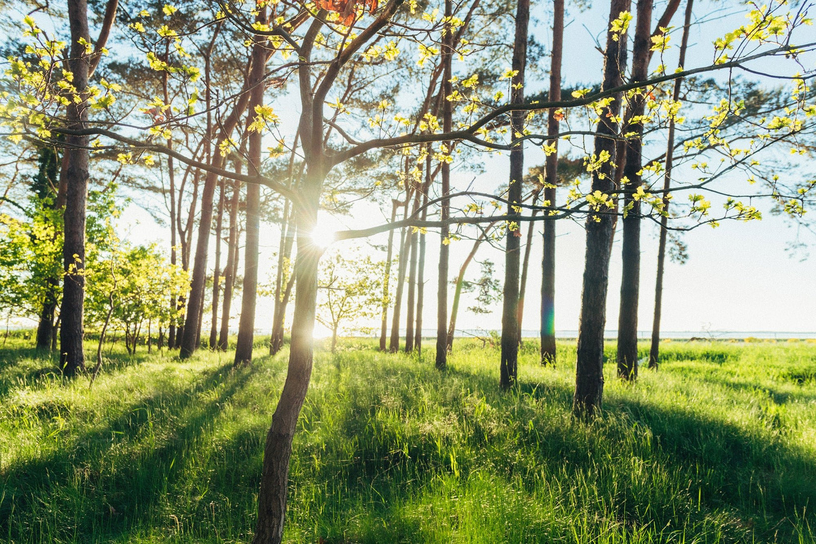 Photographie d’art d’André Wagner: Le soleil est bas entre des troncs élancés — Reflective sun behind the tree, Deutschland.