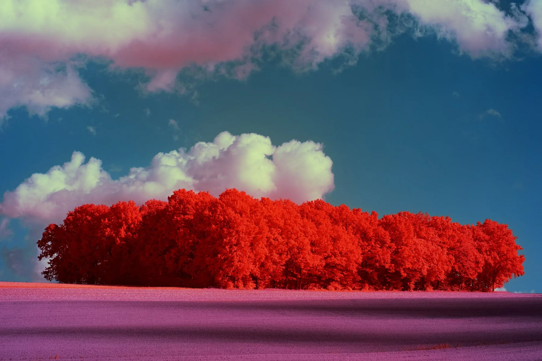 Groupe d&rsquo;arbres rouges dans un paysage ouvert.