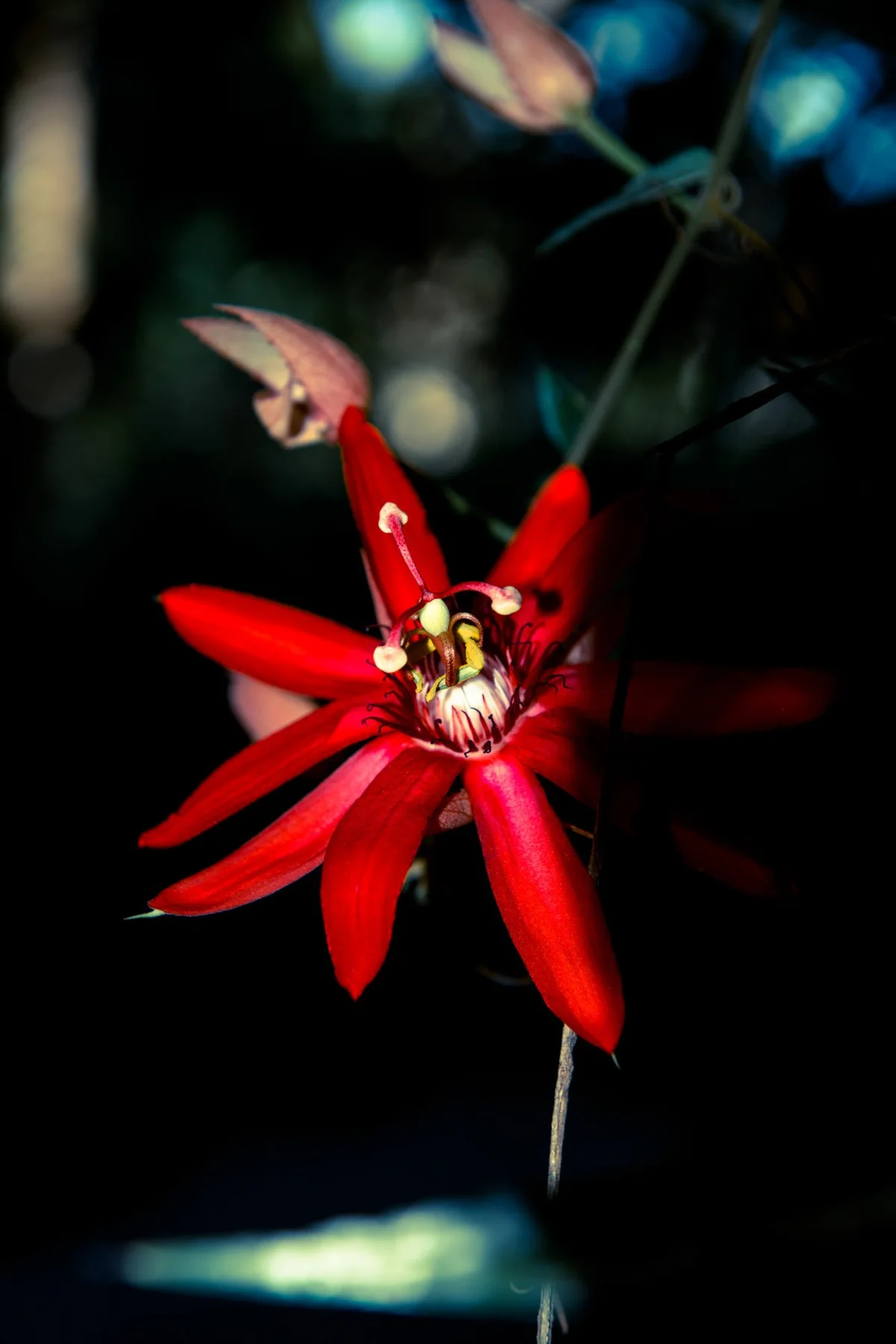 Rote Bl&uuml;te mit hellen Staubbl&auml;ttern vor dunklem Hintergrund.