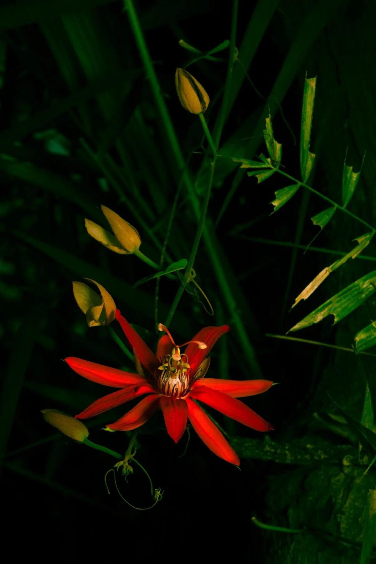 Rote Bl&uuml;te und kleine Knospen zwischen dunklen gr&uuml;nen Bl&auml;ttern.