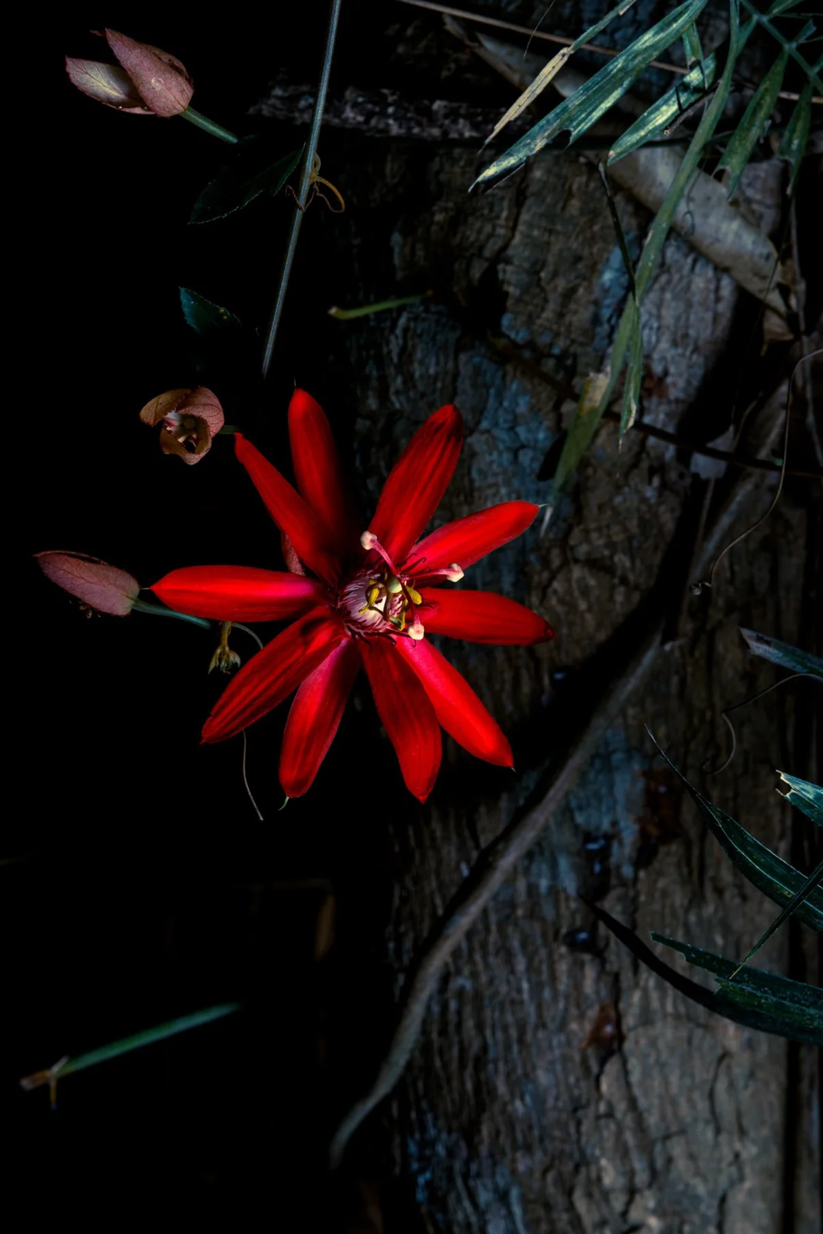 Rote Bl&uuml;te vor einem Baumstamm und schmalen gr&uuml;nen Bl&auml;ttern.
