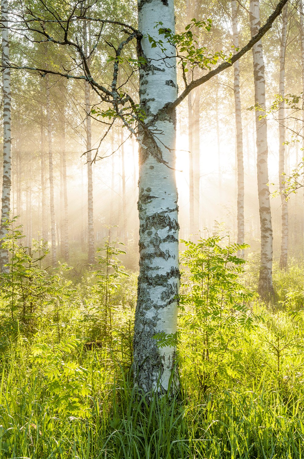 Photographie d’art d’André Wagner: Un tronc de bouleau clair se tient immédiatement devant le regard — Sacred light, Finnland.