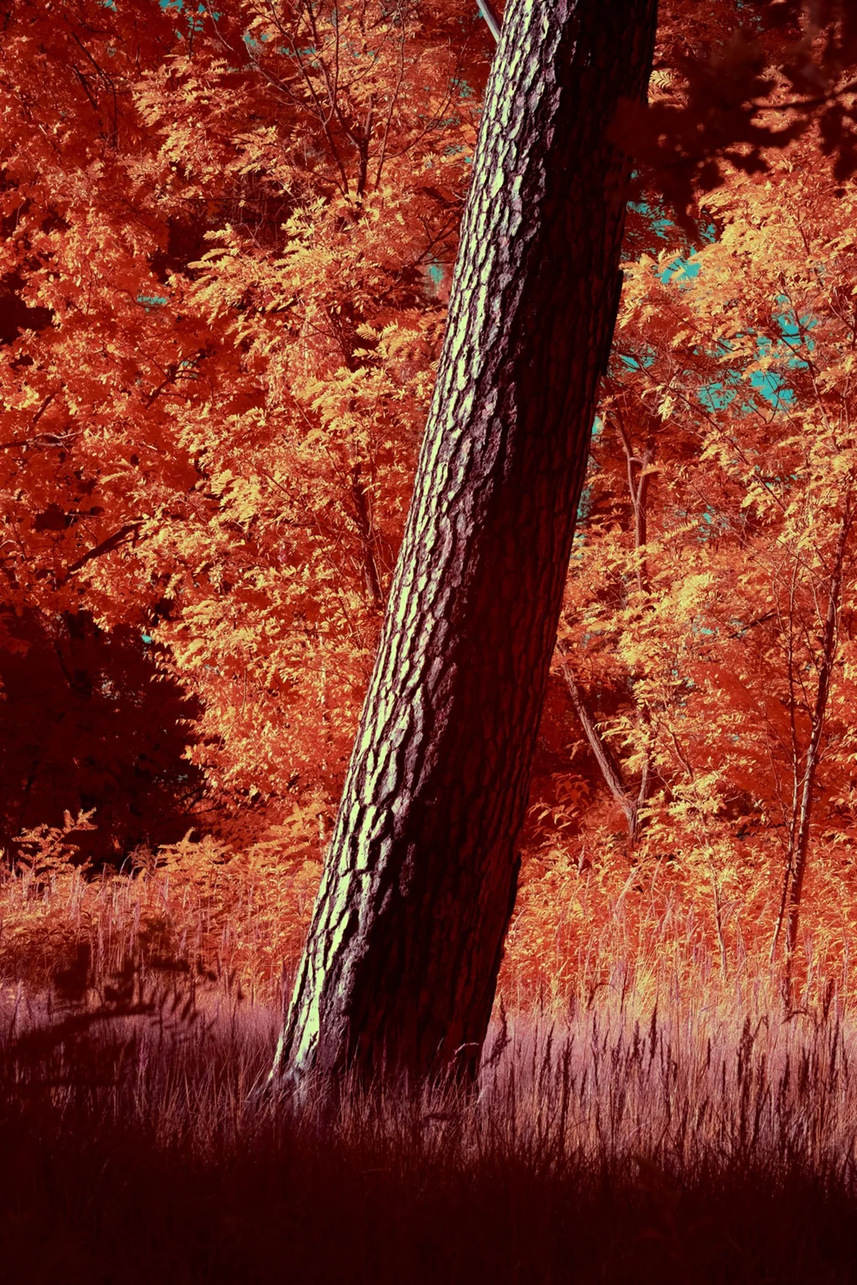 Tronc inclin&eacute; devant une for&ecirc;t orange.